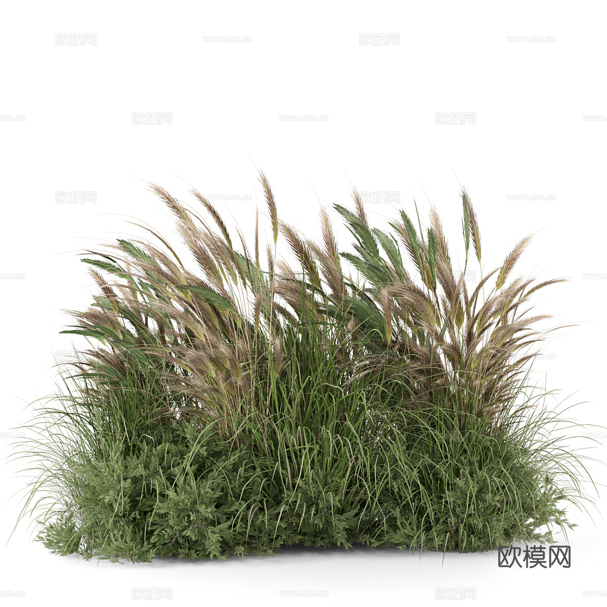 狗尾巴草3d模型