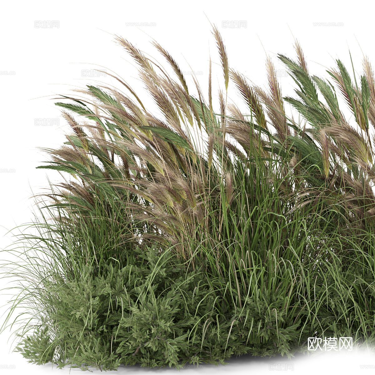 狗尾巴草3d模型