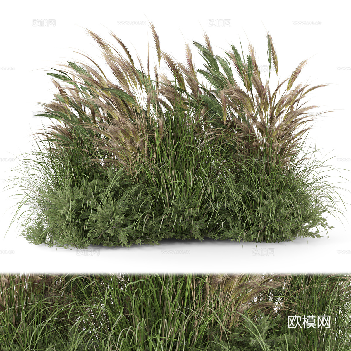 狗尾巴草3d模型