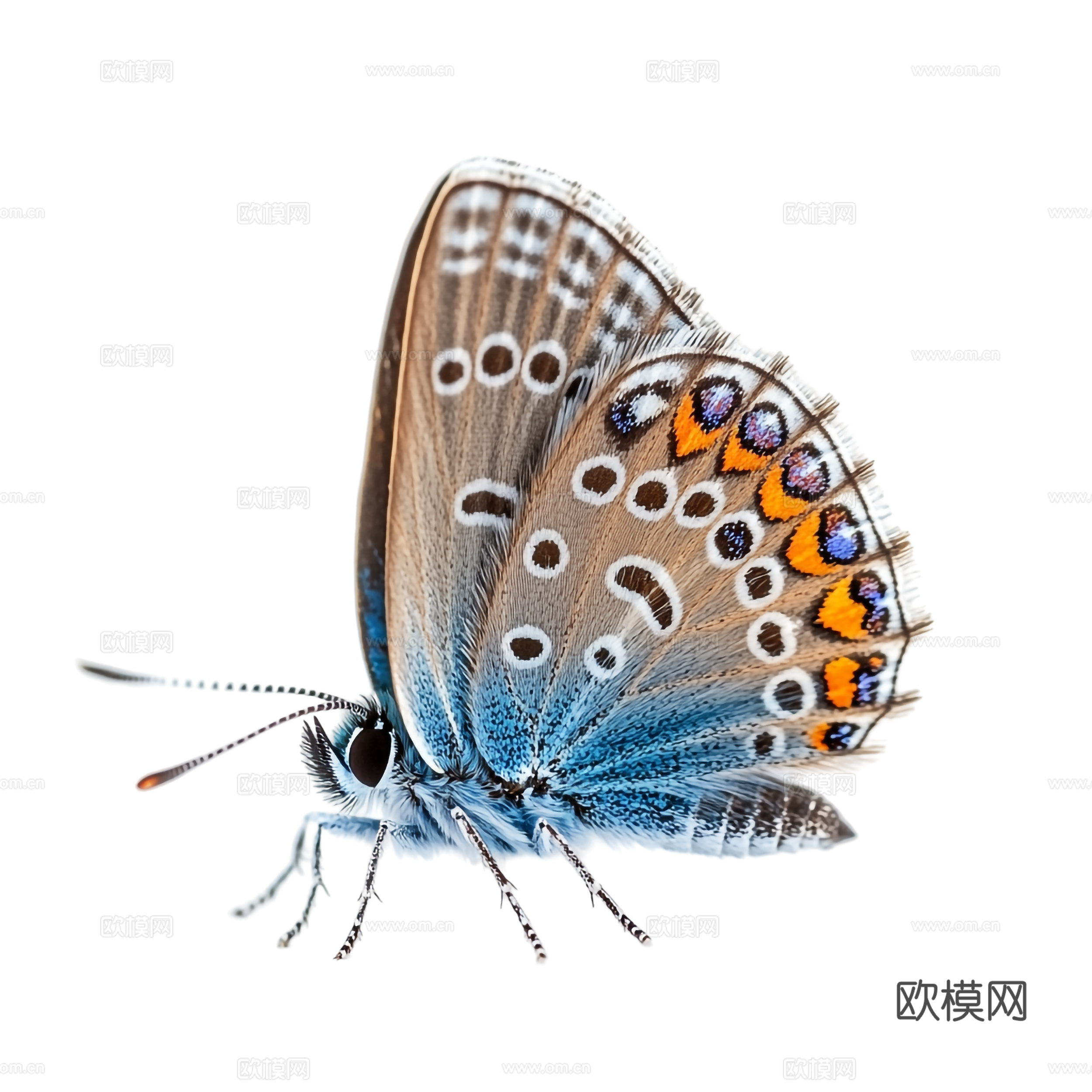 蝴蝶 绿色蝴蝶