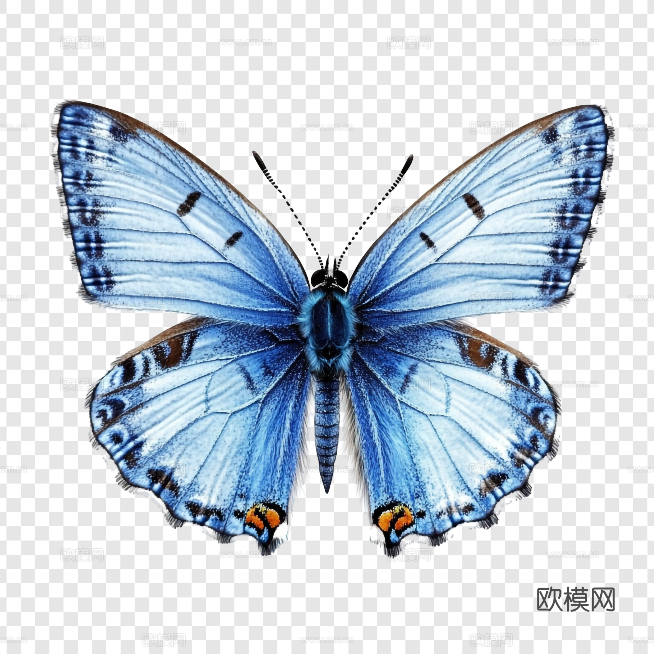 粉蓝 蓝色  蝴蝶 展开