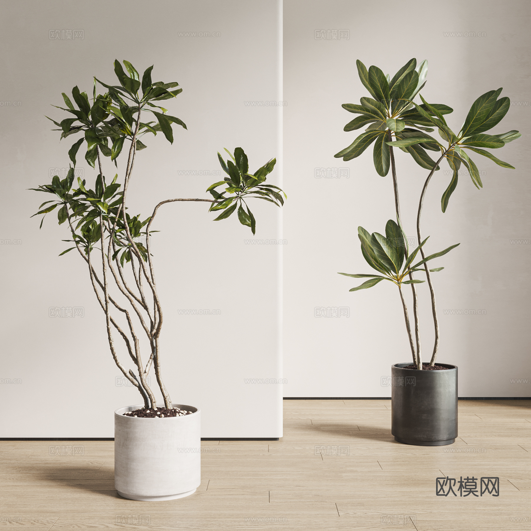 现代植物盆栽 绿植 落地盆栽3d模型