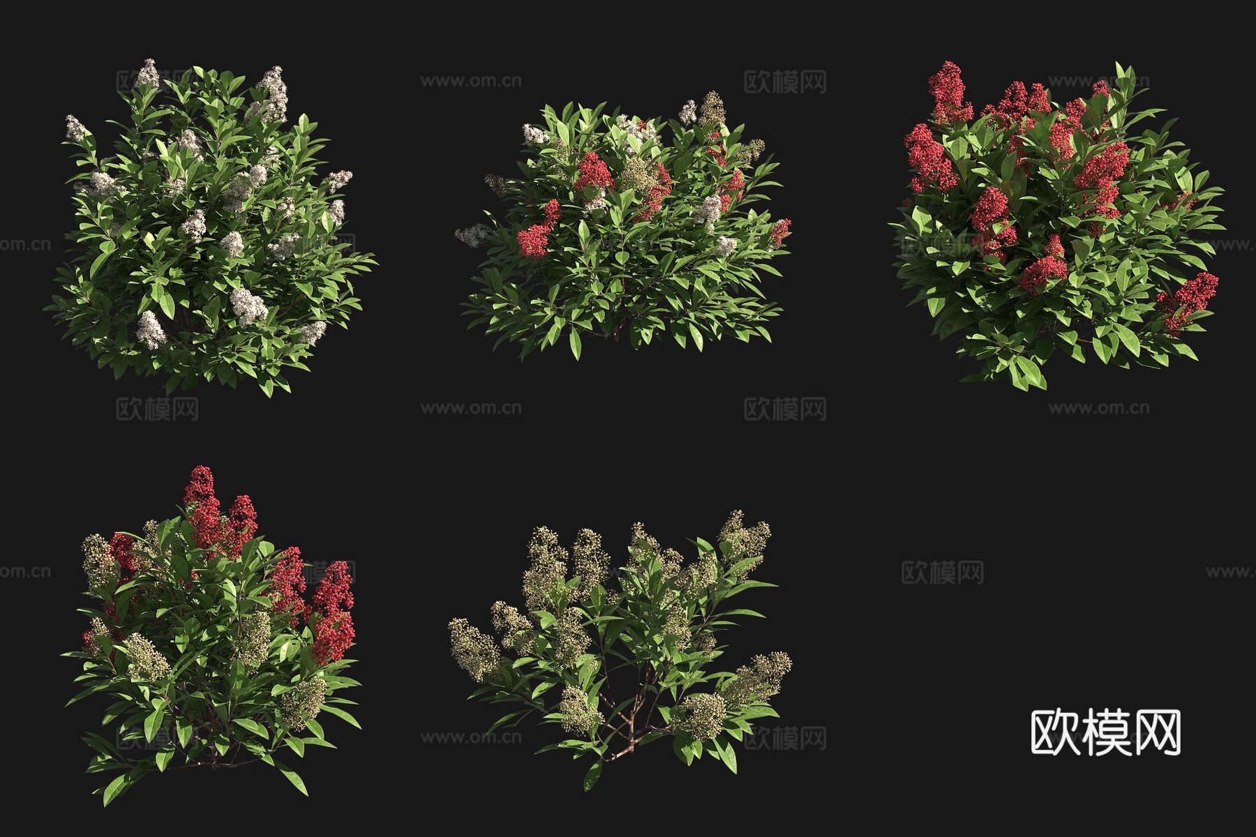 红宝石茵芋灌木花树3d模型