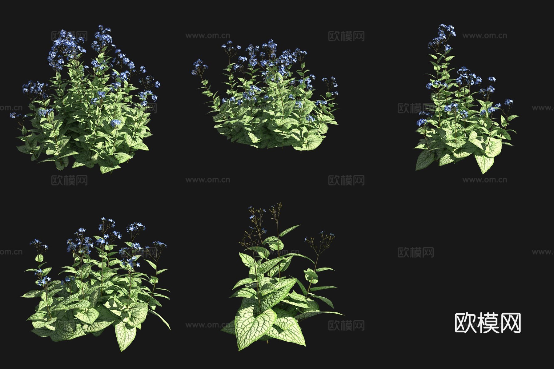 大叶牛舌草花草花园植物3d模型