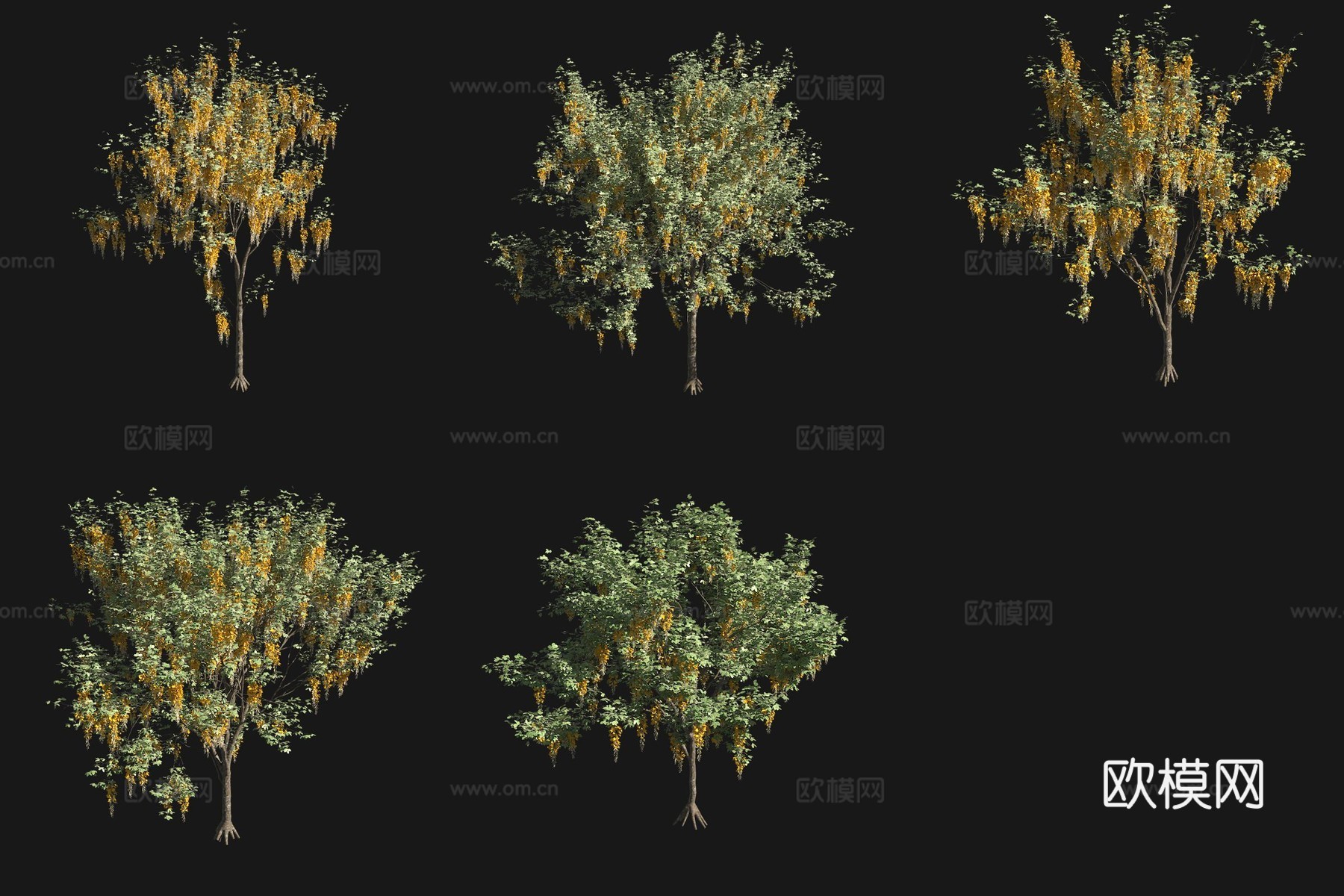 金链花灌木花树3d模型