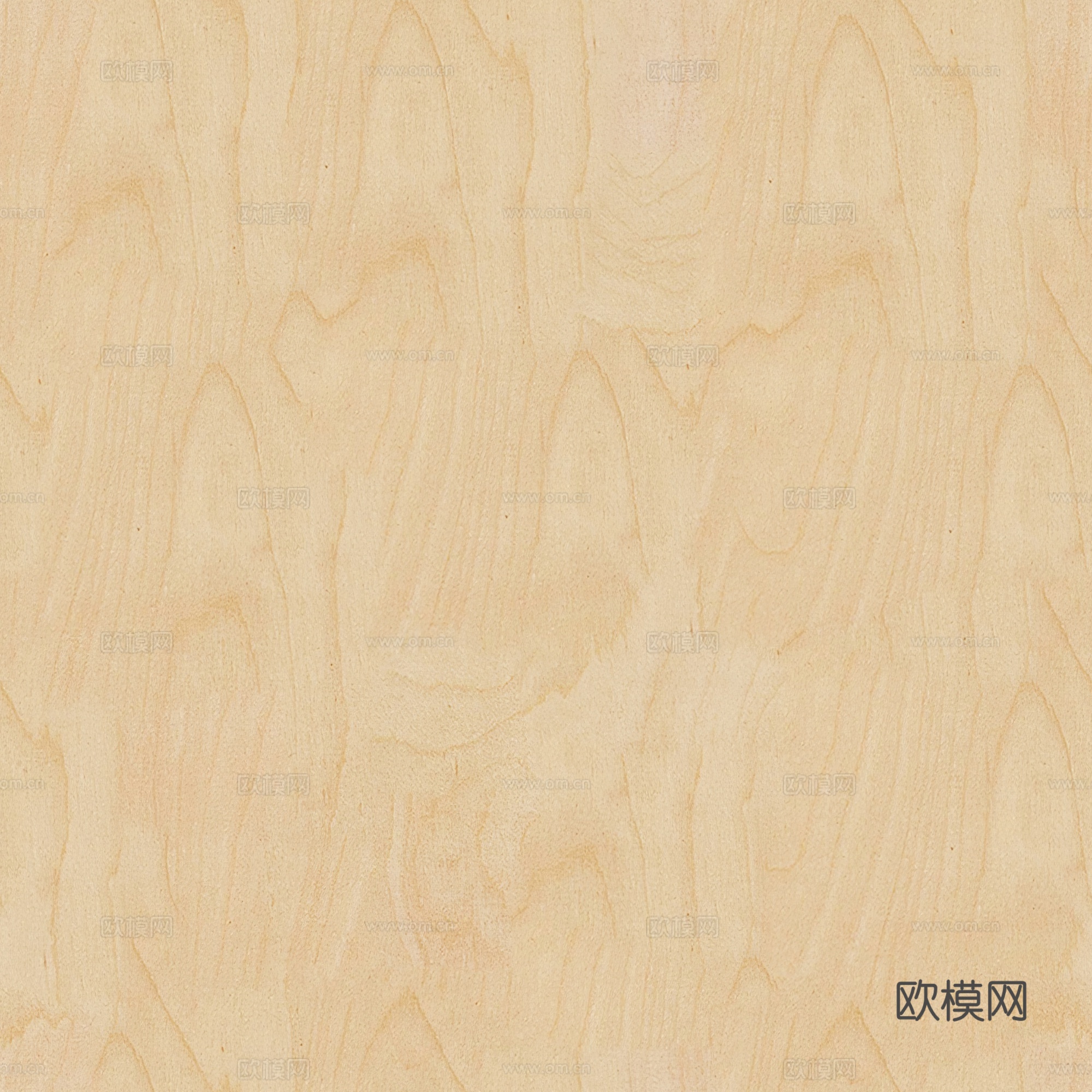 黄色海洋板桦木