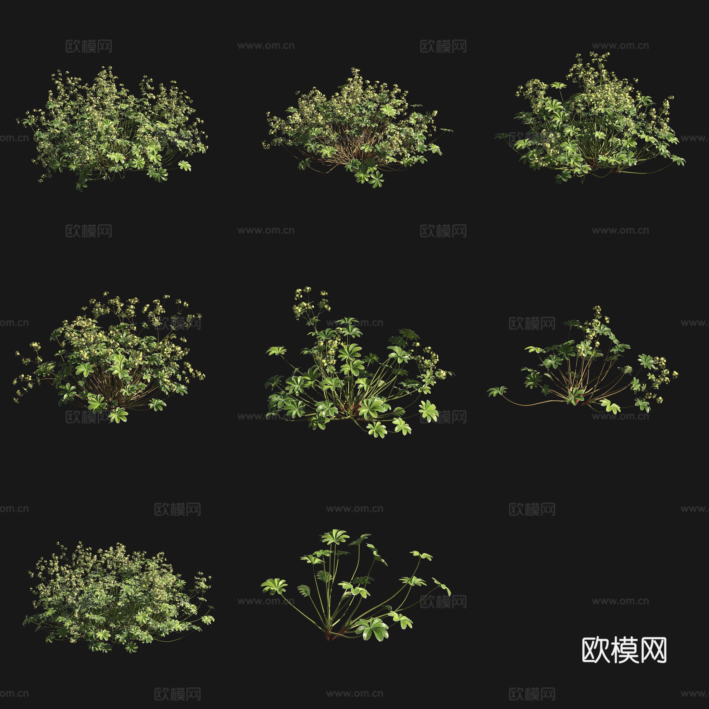 联萼羽衣草花草灌木3d模型