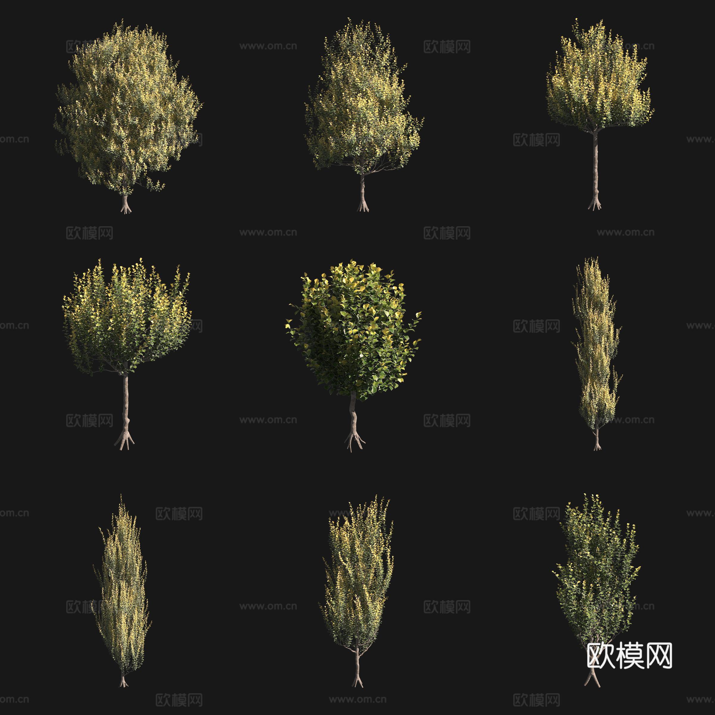 荷兰榆树3d模型