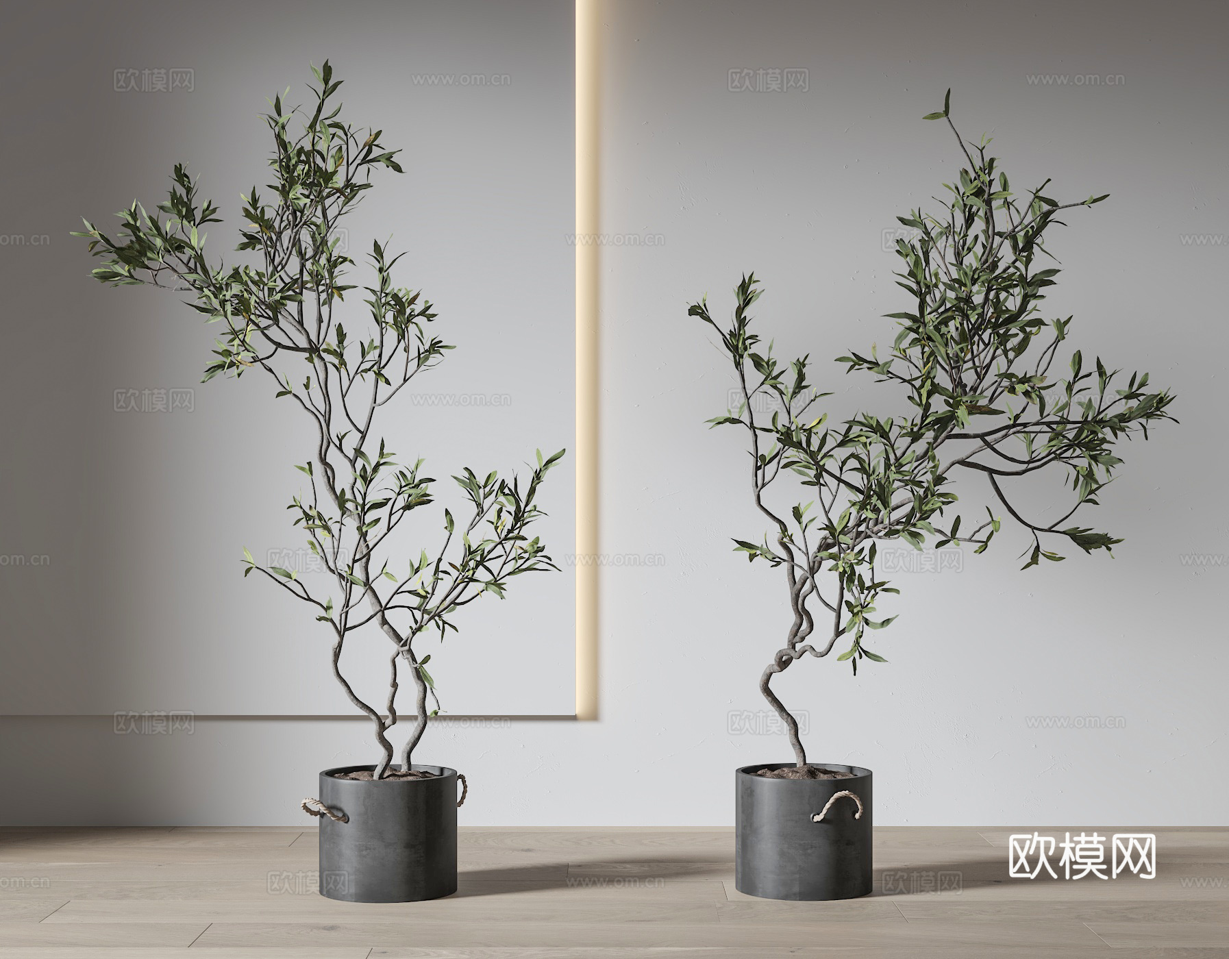 植物盆栽 绿植盆栽3d模型