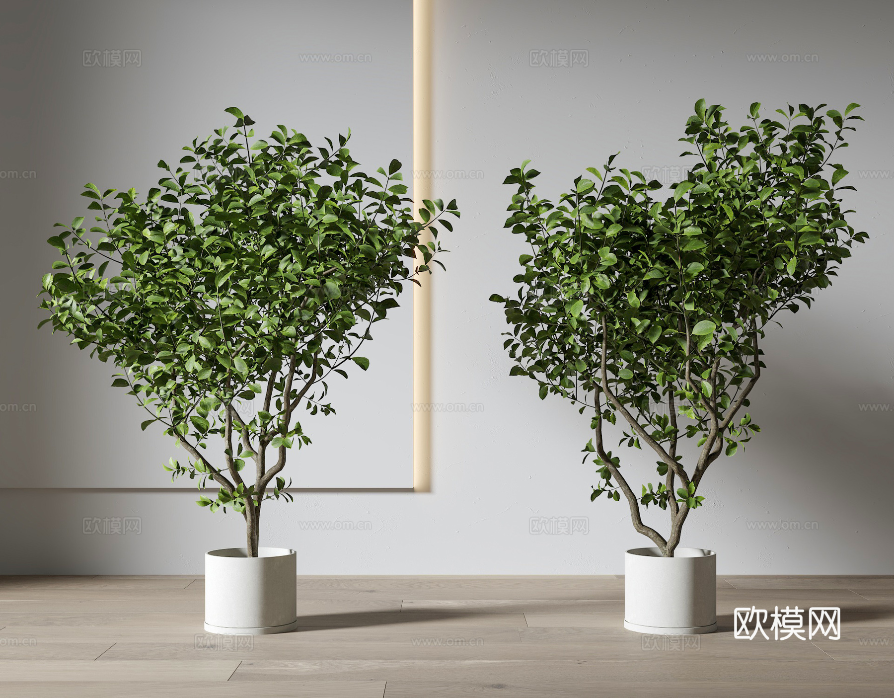 植物盆栽 绿植盆栽3d模型