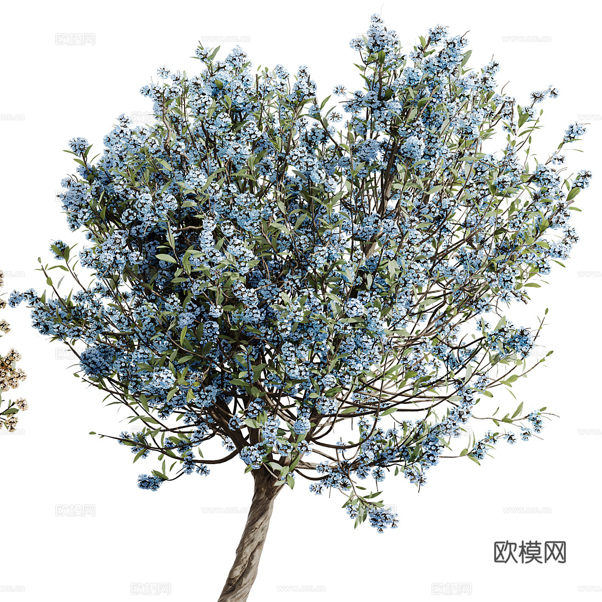 新中式樱花盆景盆栽3d模型