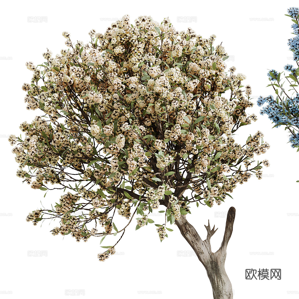 新中式樱花盆景盆栽3d模型