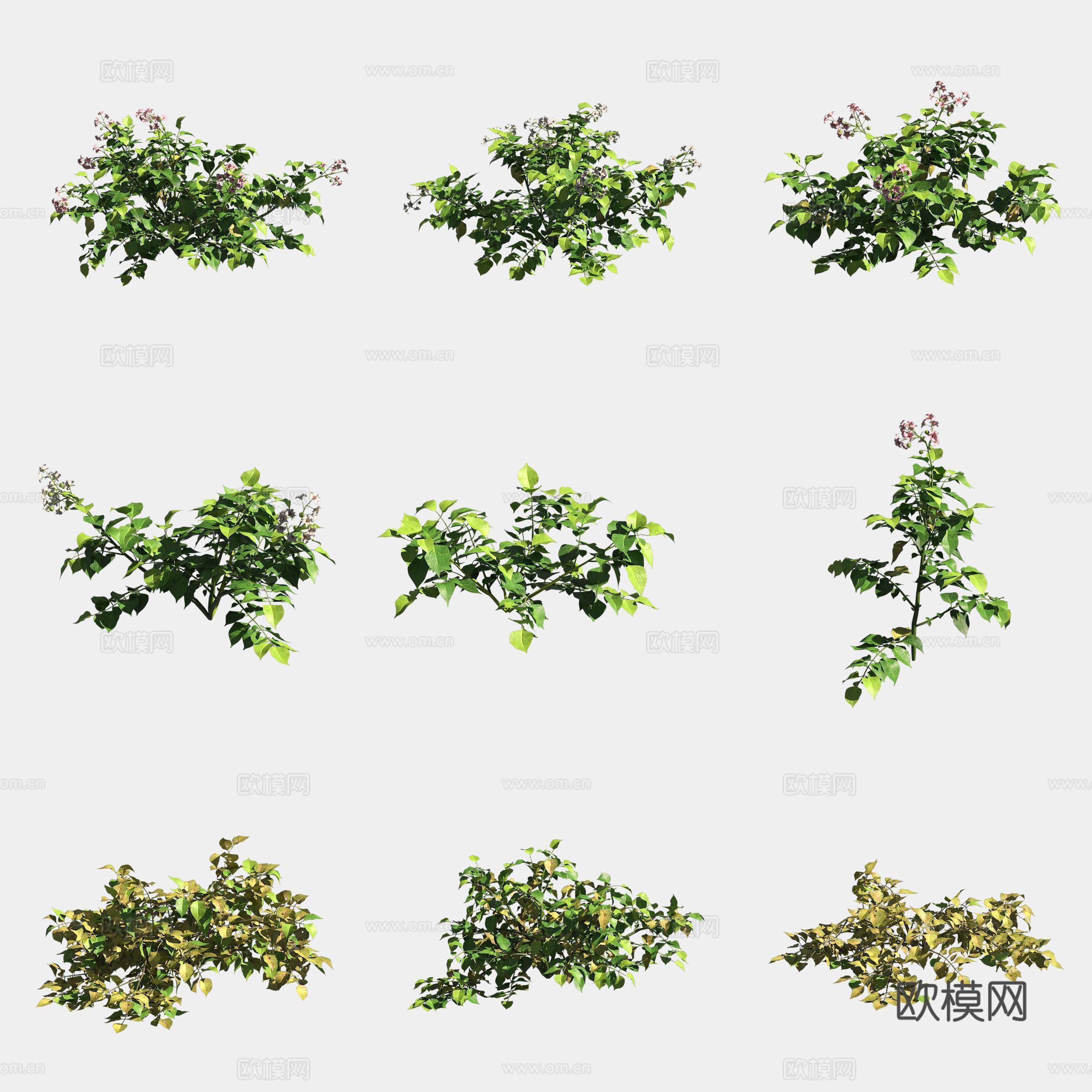 马铃薯土豆农作物庄稼蔬菜3d模型