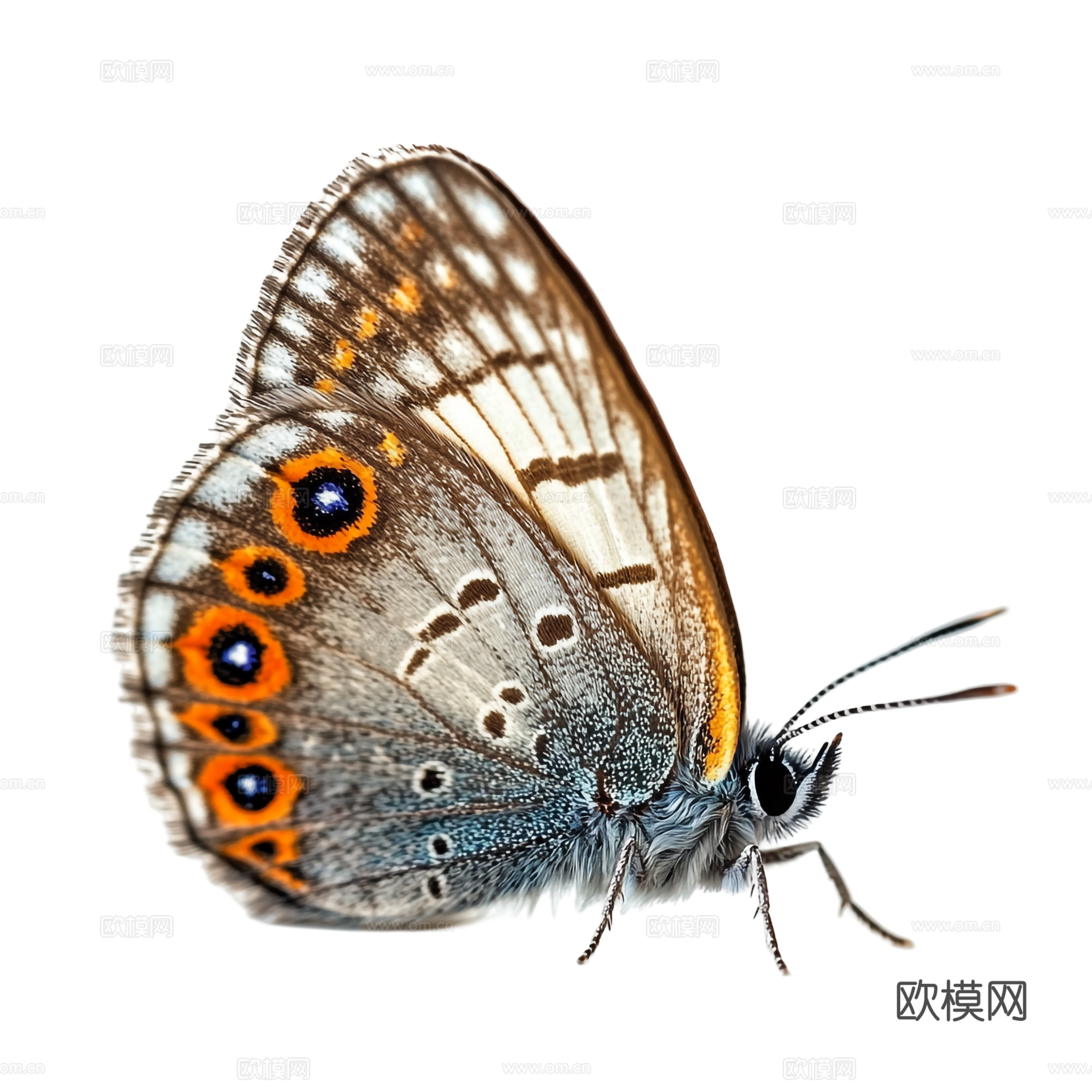 蝴蝶 闭合 侧面 黄黑 白蓝 蝴蝶