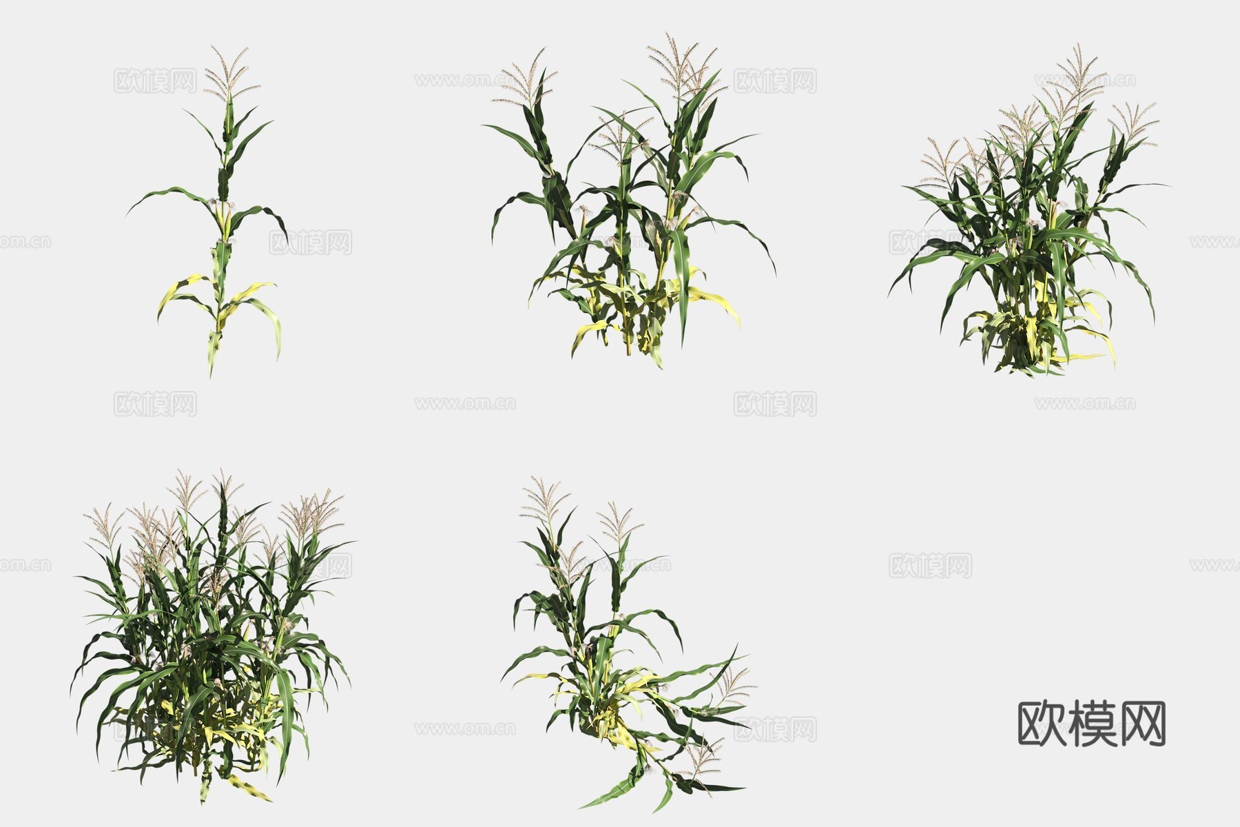 玉米农作物庄稼3d模型