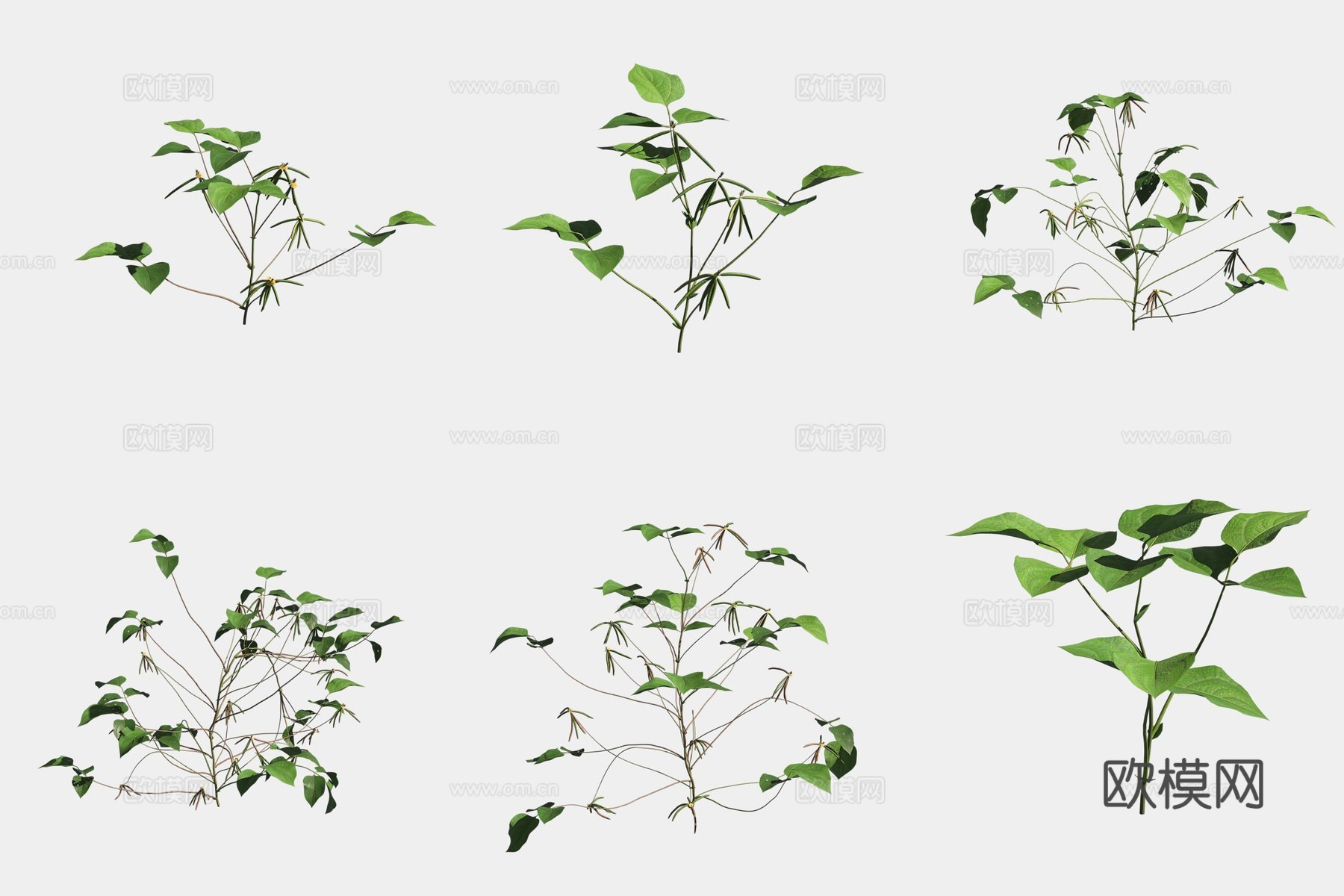 绿豆农作物庄稼蔬菜3d模型