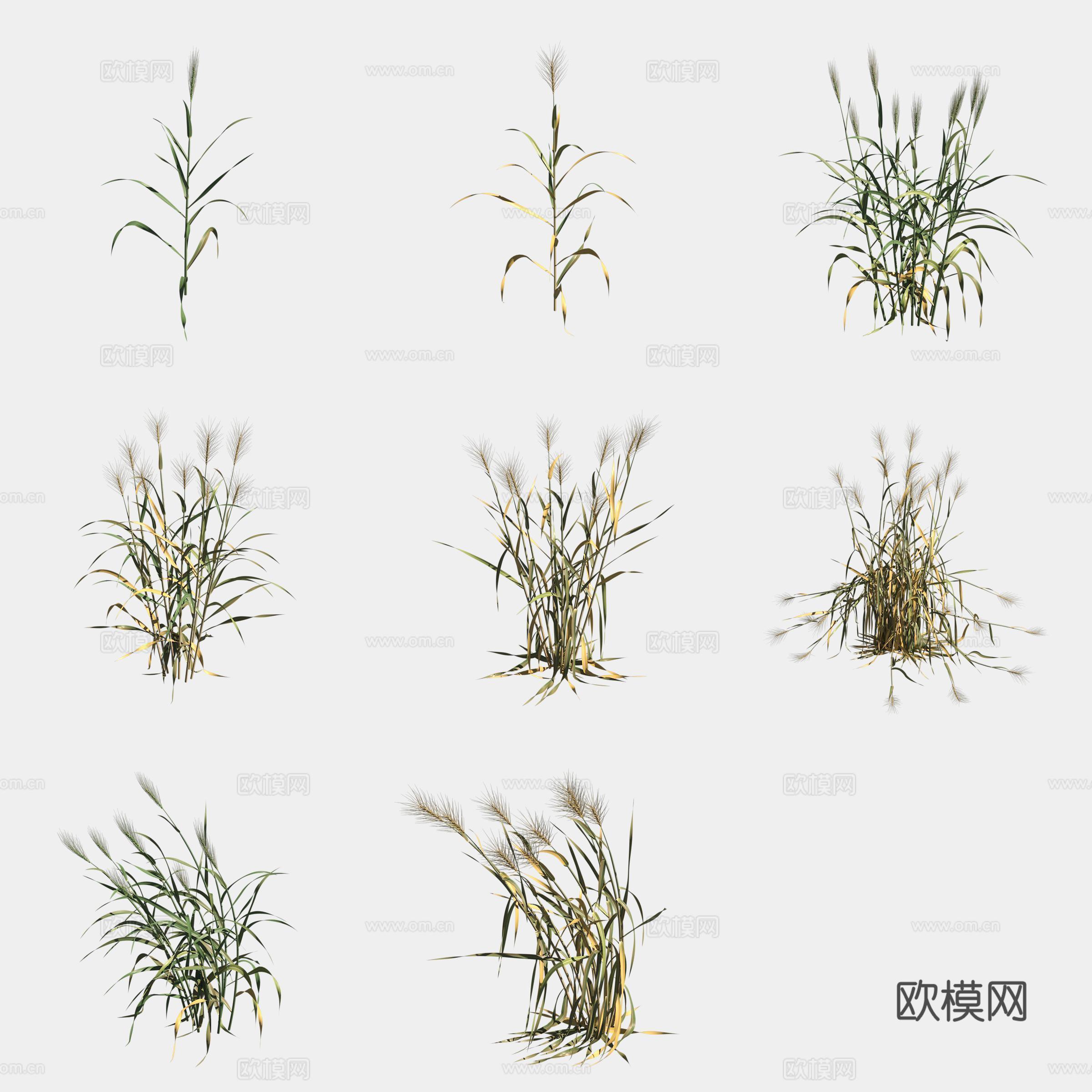 小麦农作物庄稼3d模型