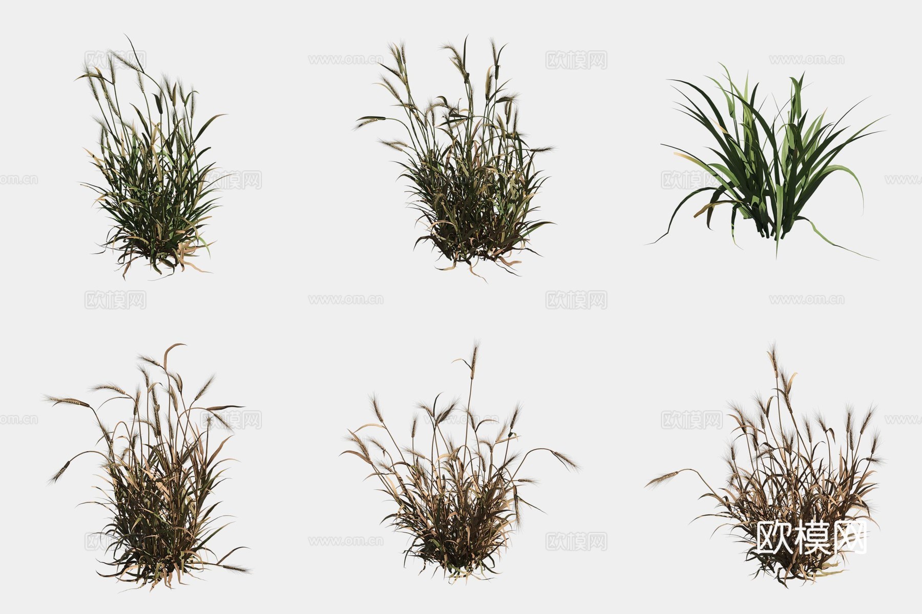 大麦农作物庄稼3d模型