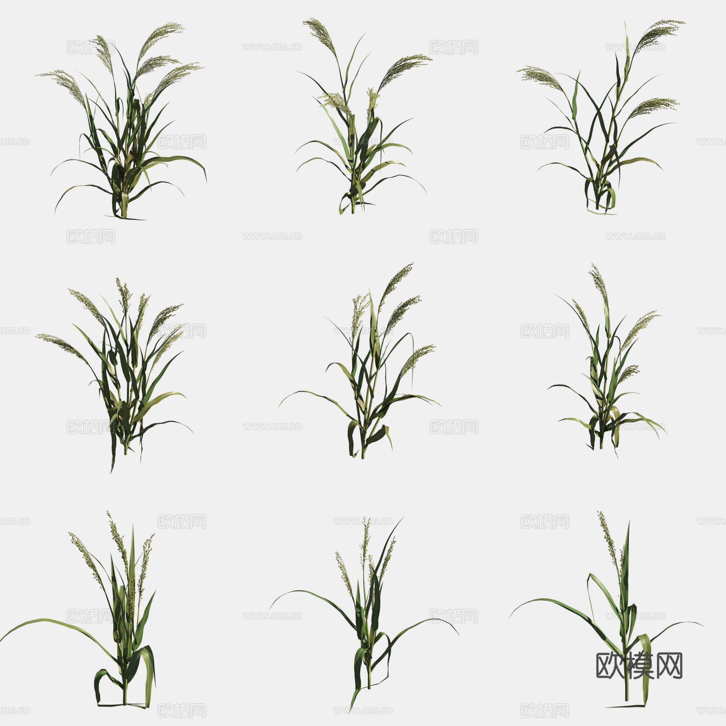 稷糜子农作物庄稼3d模型