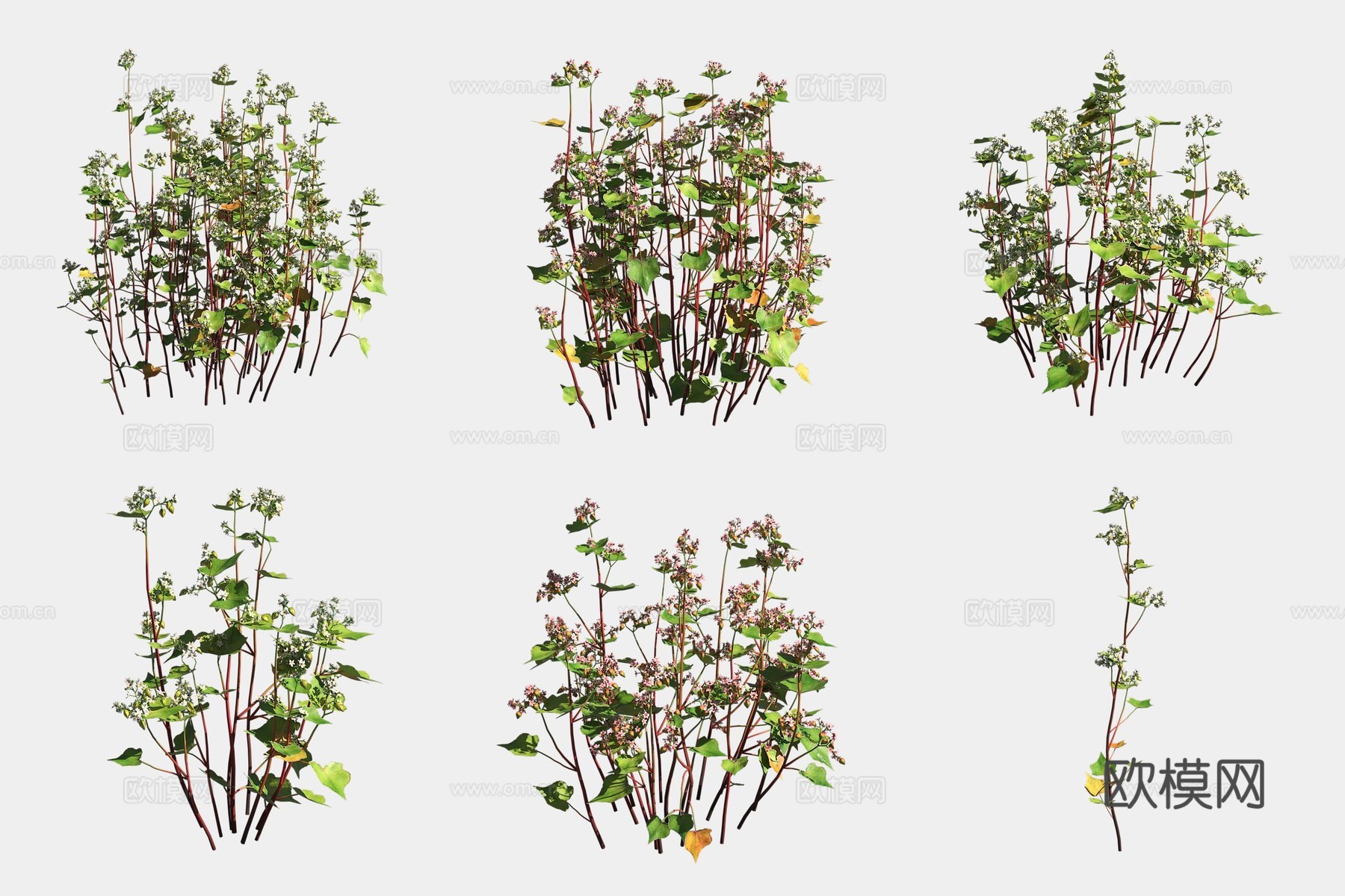 荞麦农作物庄稼蔬菜3d模型