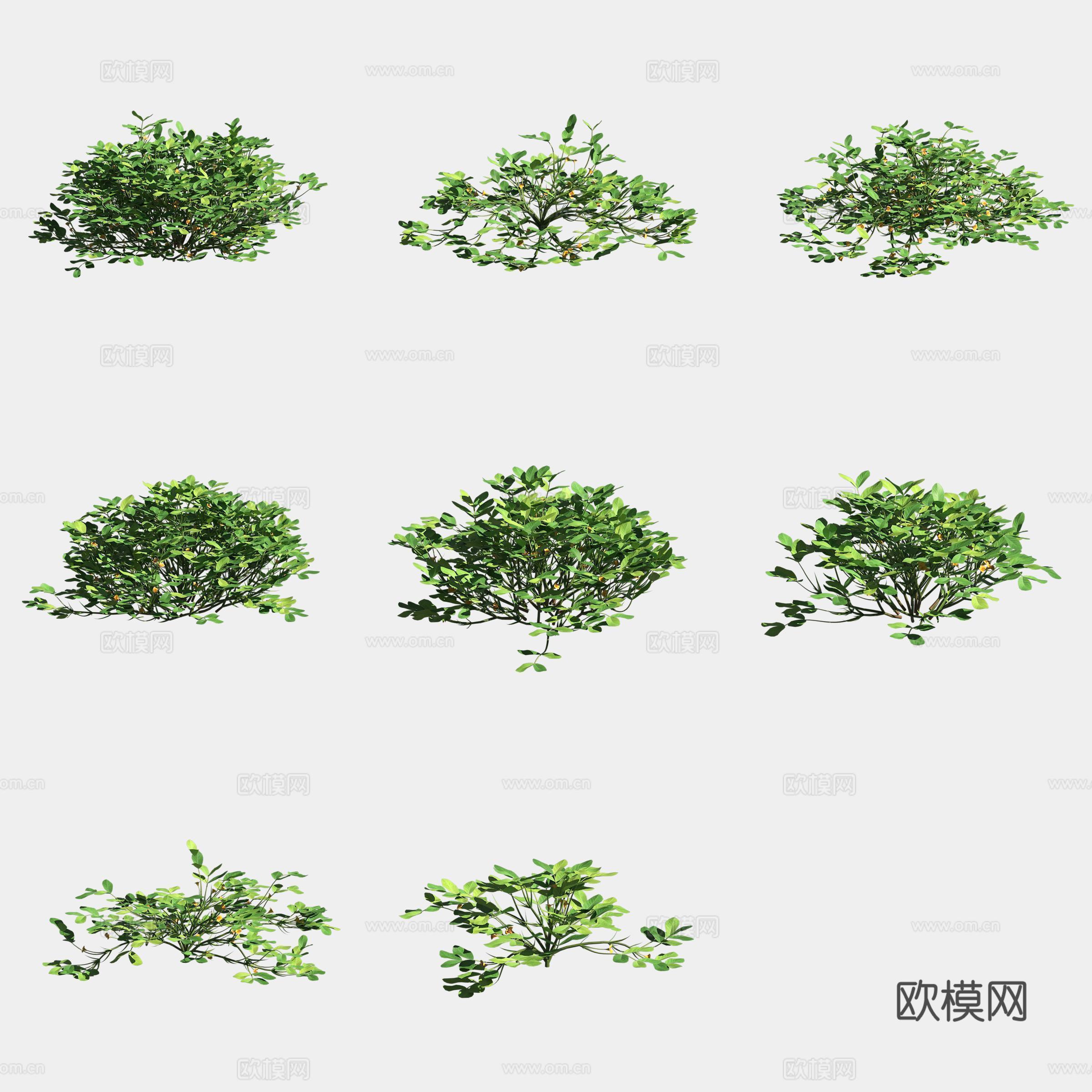 花生苗农作物庄稼3d模型