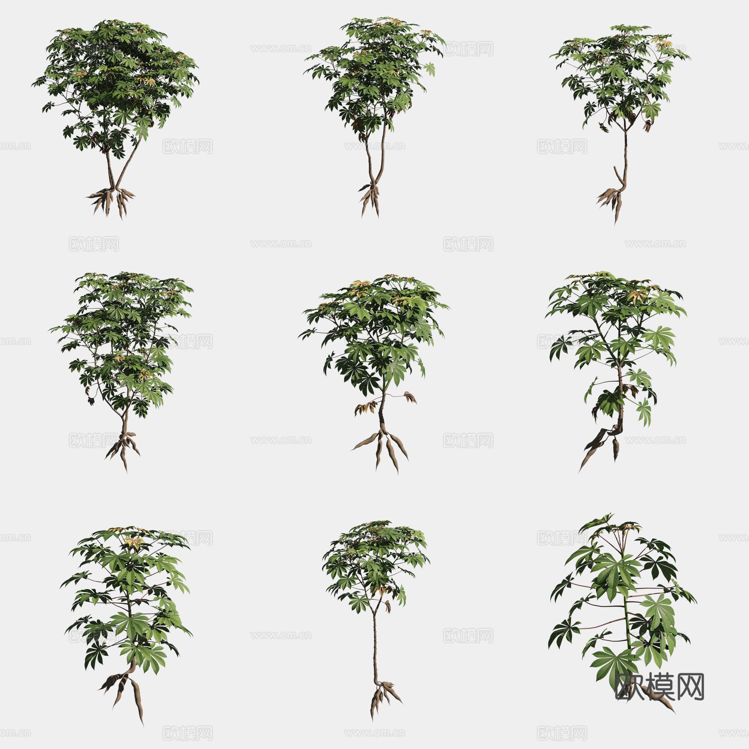 木薯农作物庄稼蔬菜3d模型