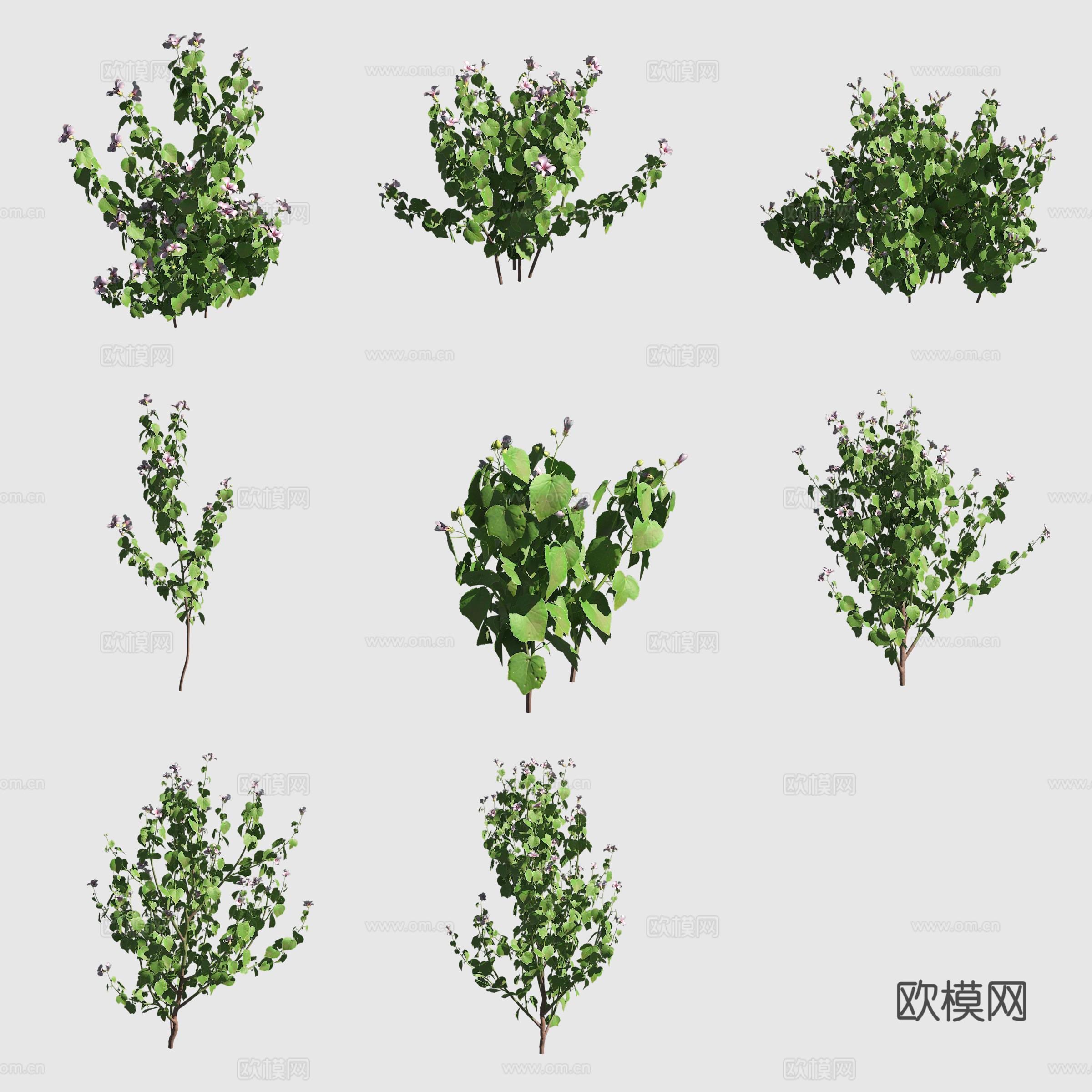 叉尾木槿夏威夷植物3d模型
