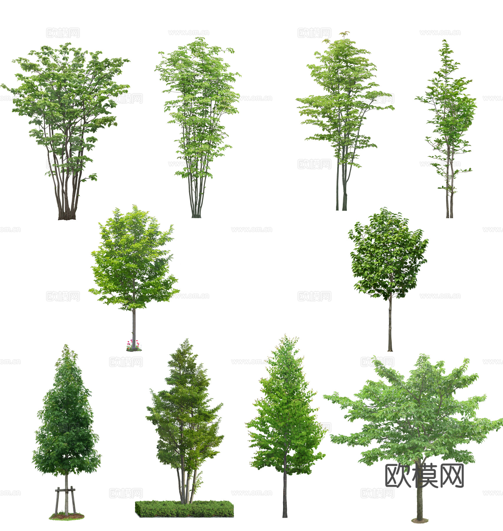 免扣植物树木
