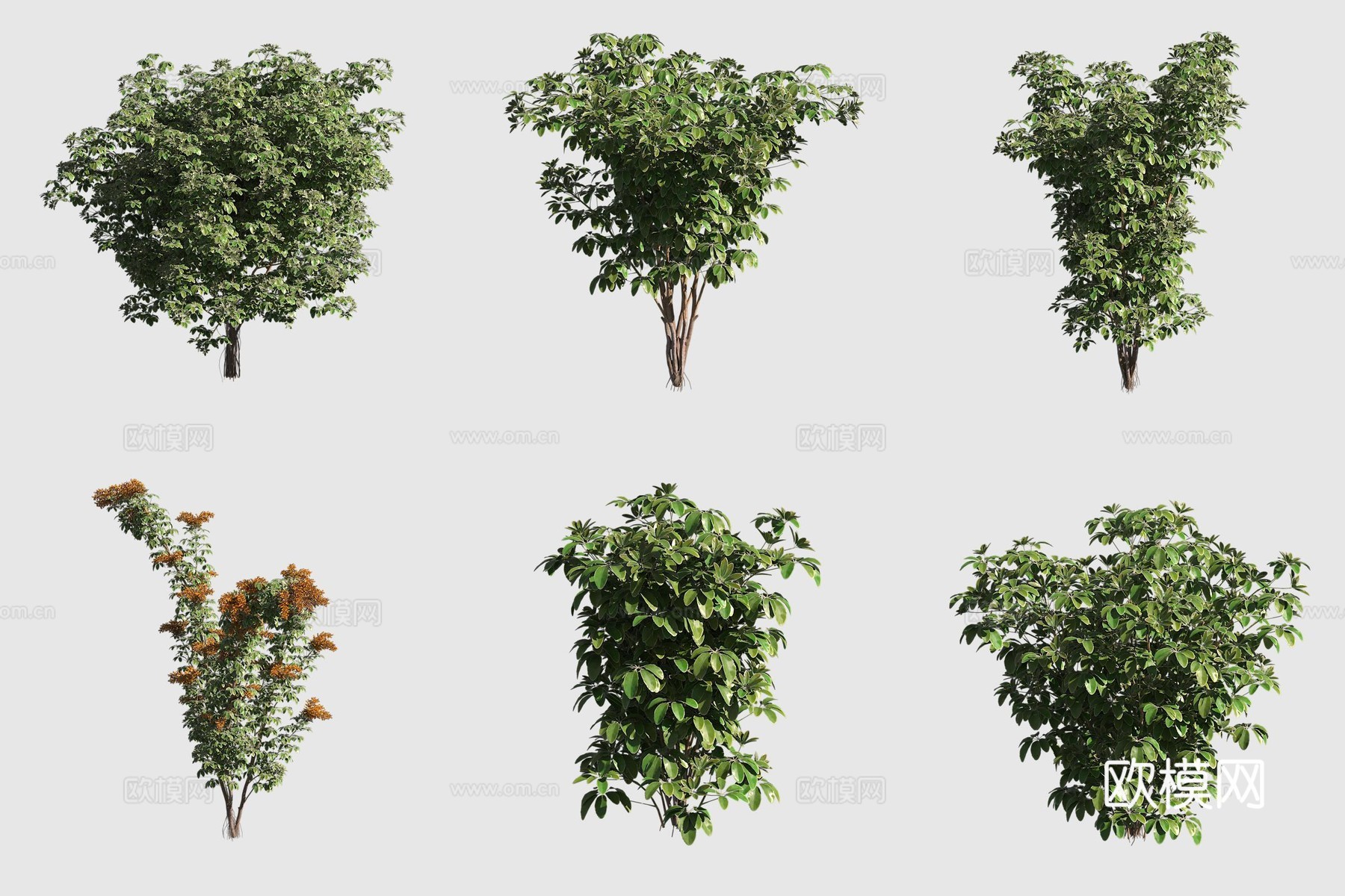 鹅掌柴夏威夷植物3d模型