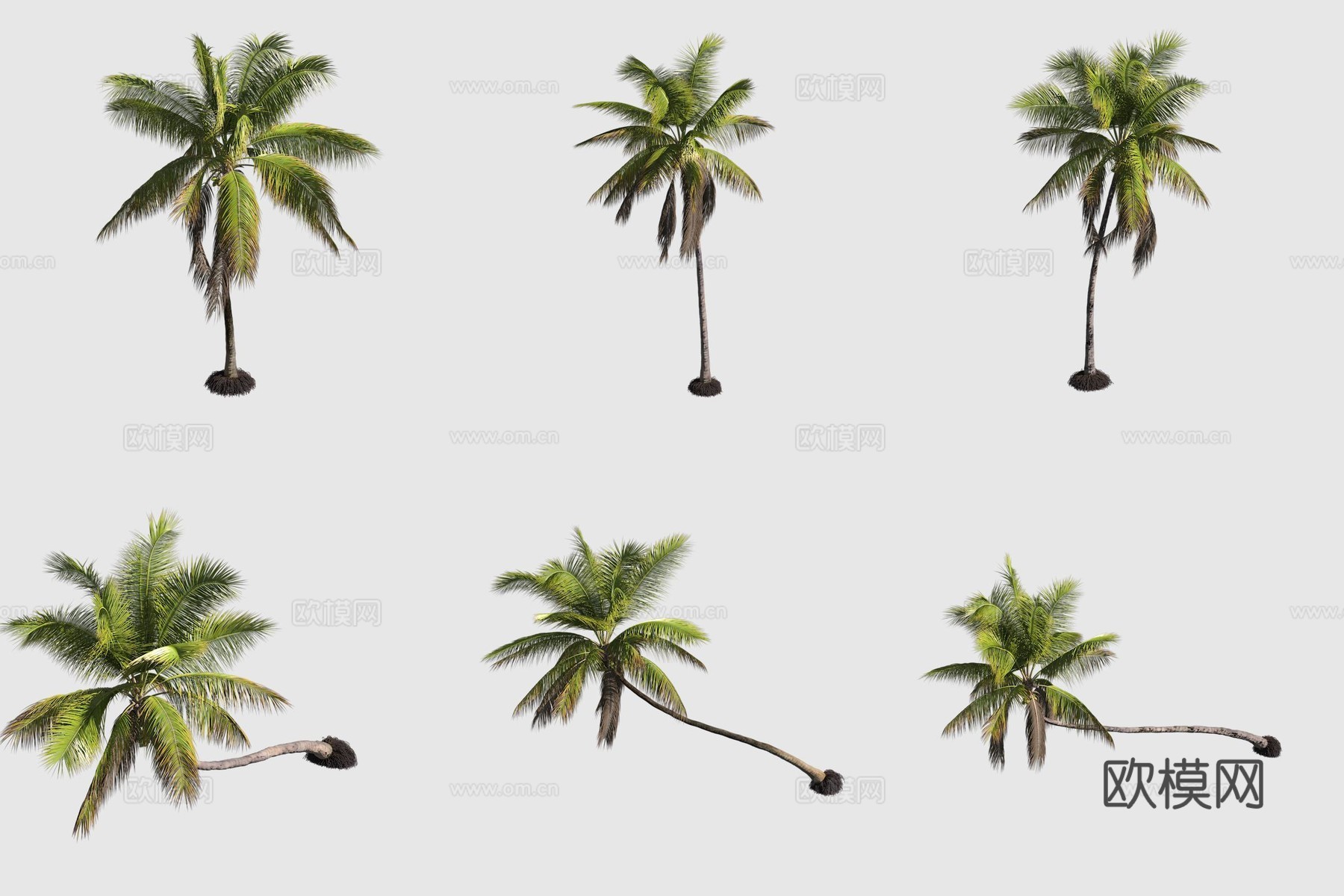 椰子树夏威夷植物3d模型