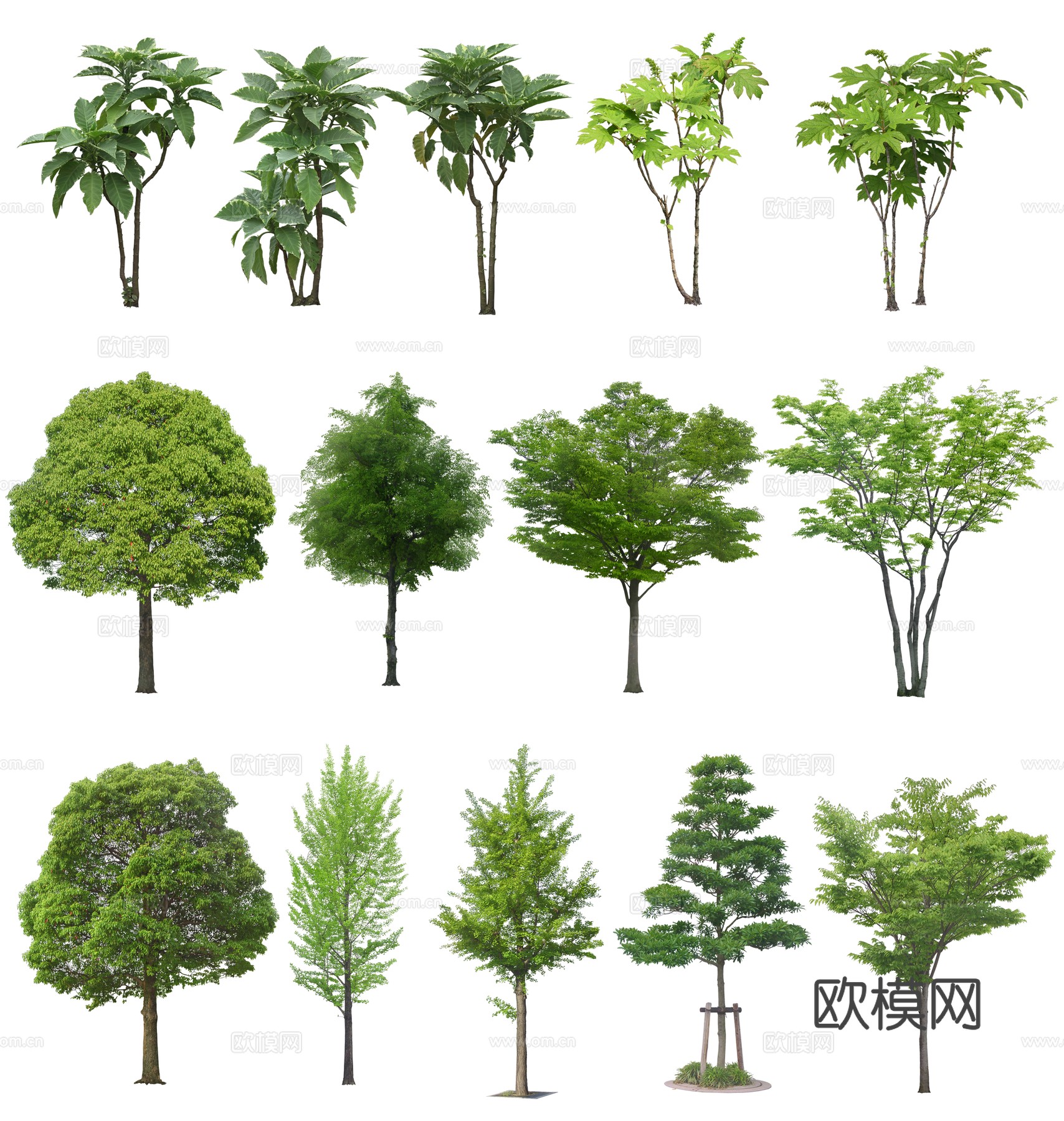 免扣植物行道树大叶植物