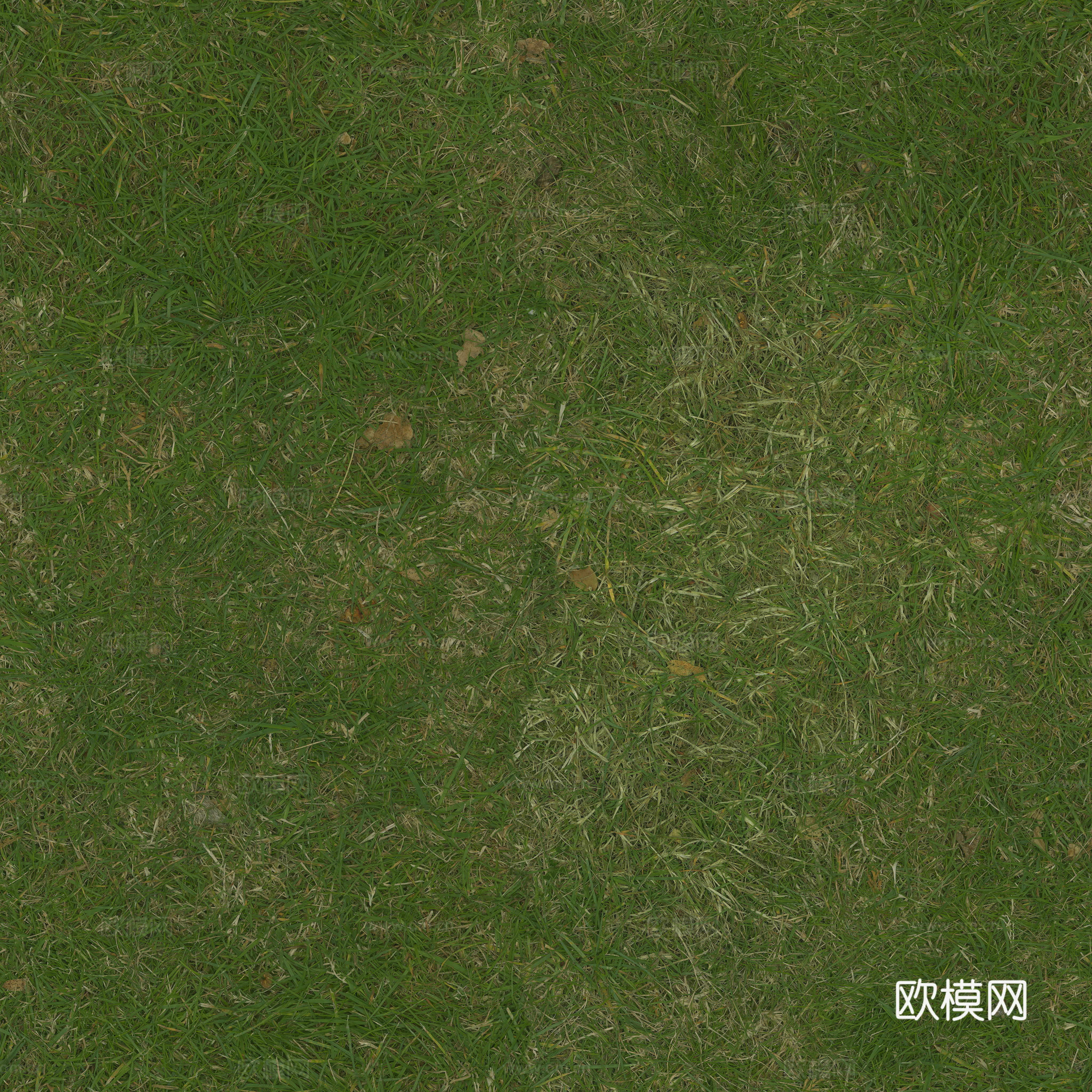 无缝草坪草地下载