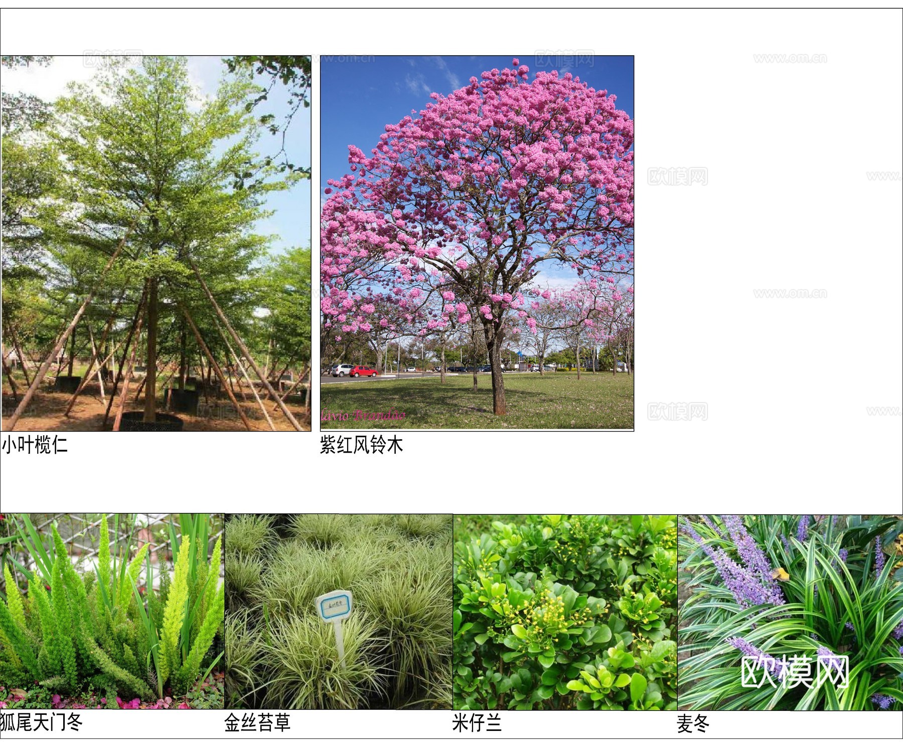 高档办公区景观 植物配置图 施工图 办公工业景观cad施工图