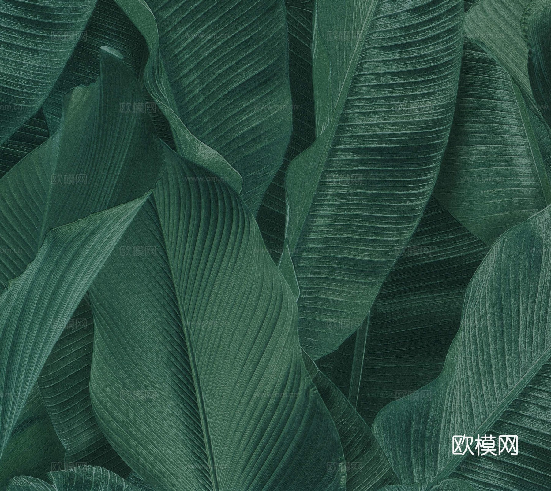植物墙布 植物壁纸 墙布 壁纸 墙纸