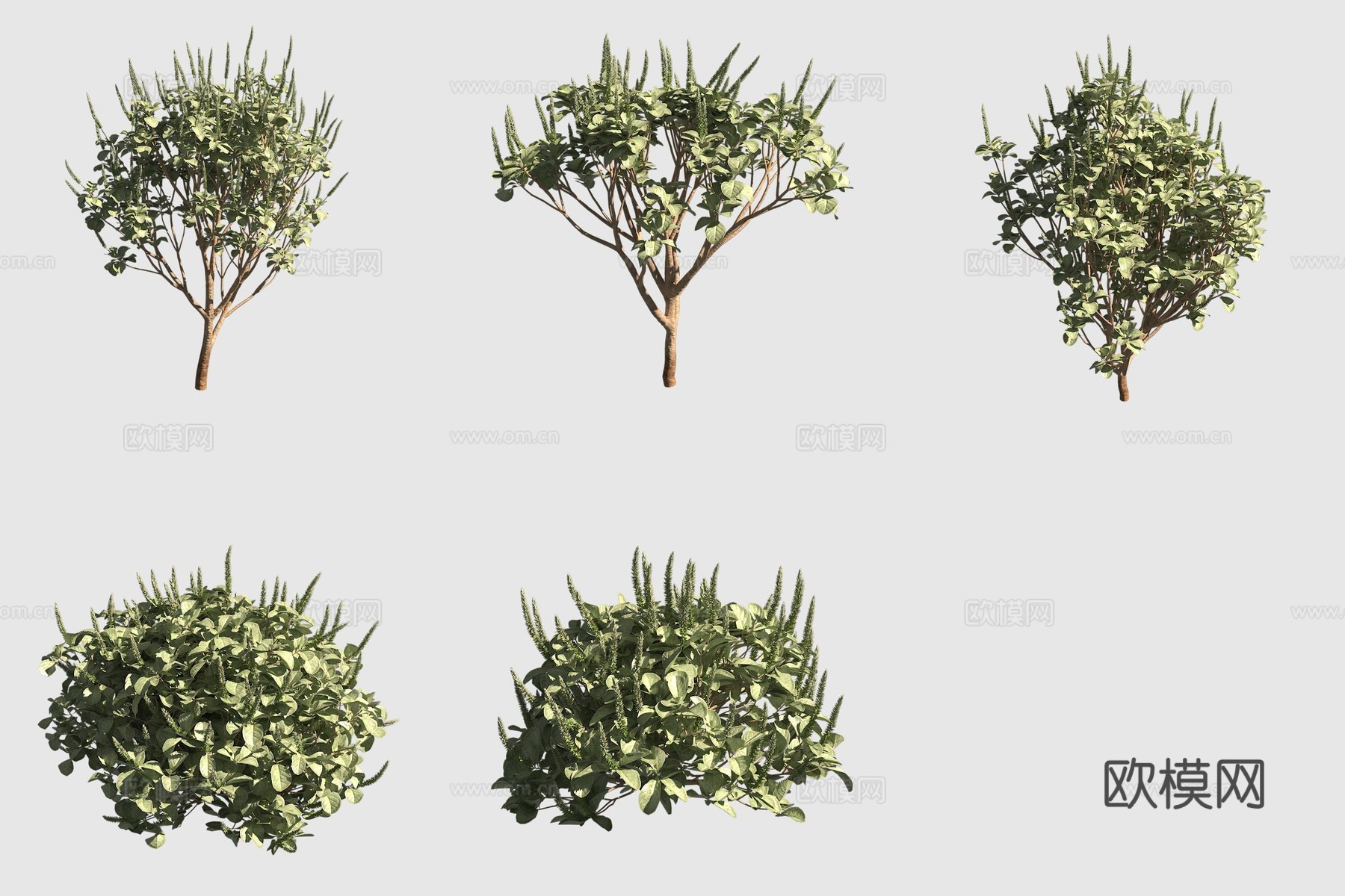 钝叶土牛膝夏威夷植物3d模型