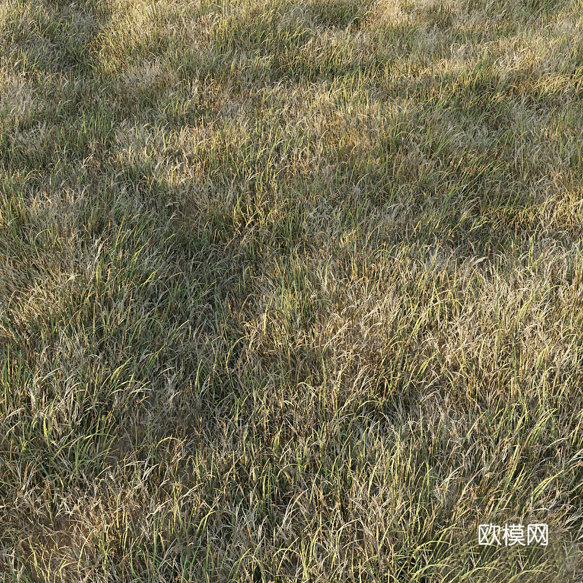 草系列 草皮3d模型