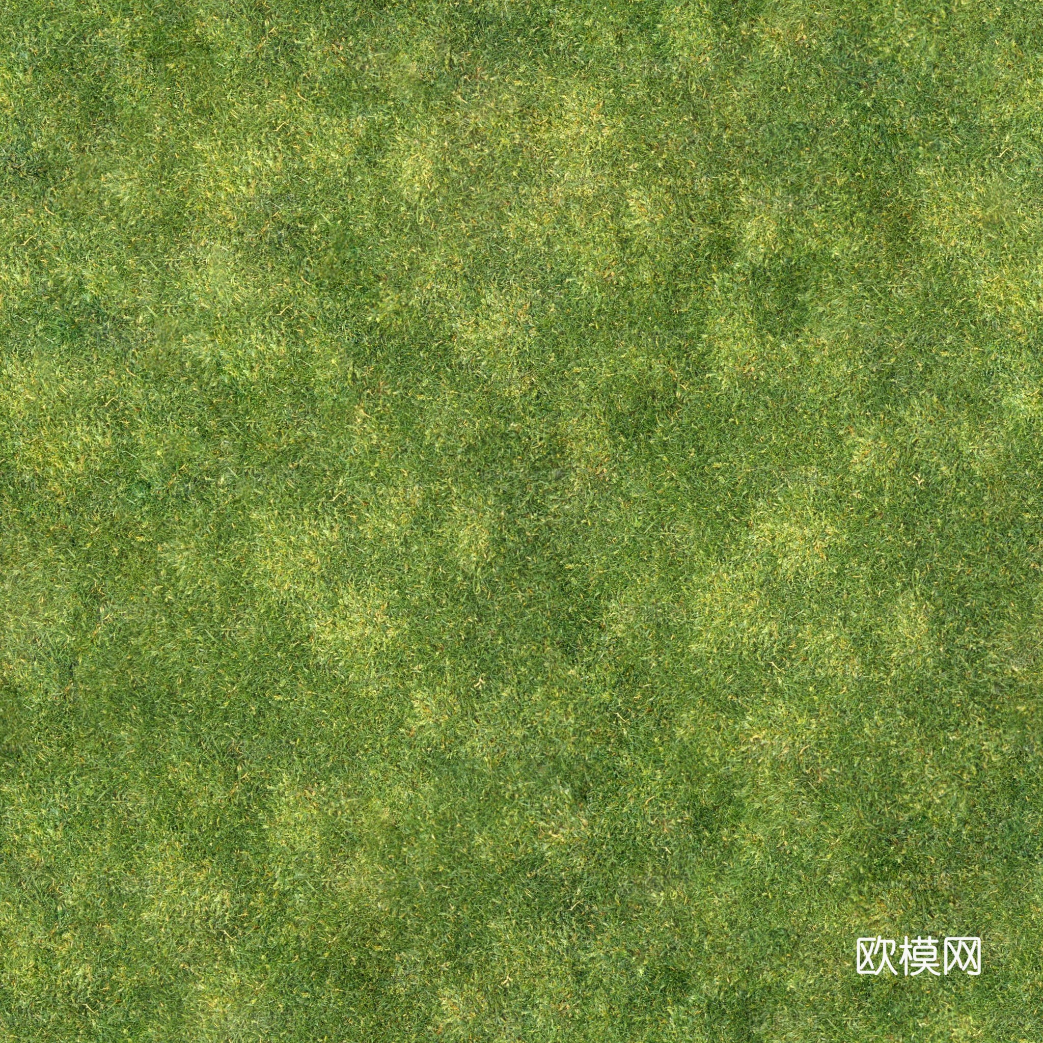 无缝草坪草地