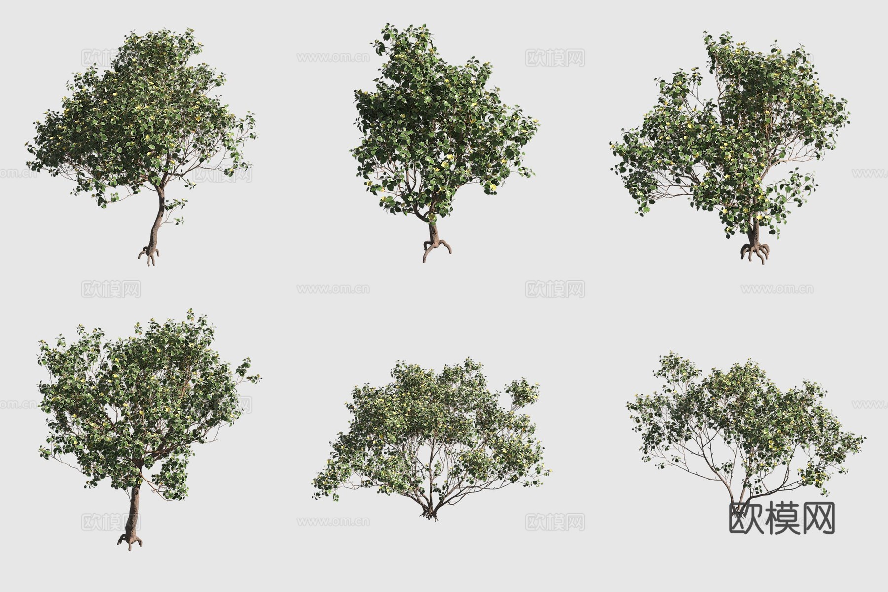 黄槿夏威夷植物3d模型