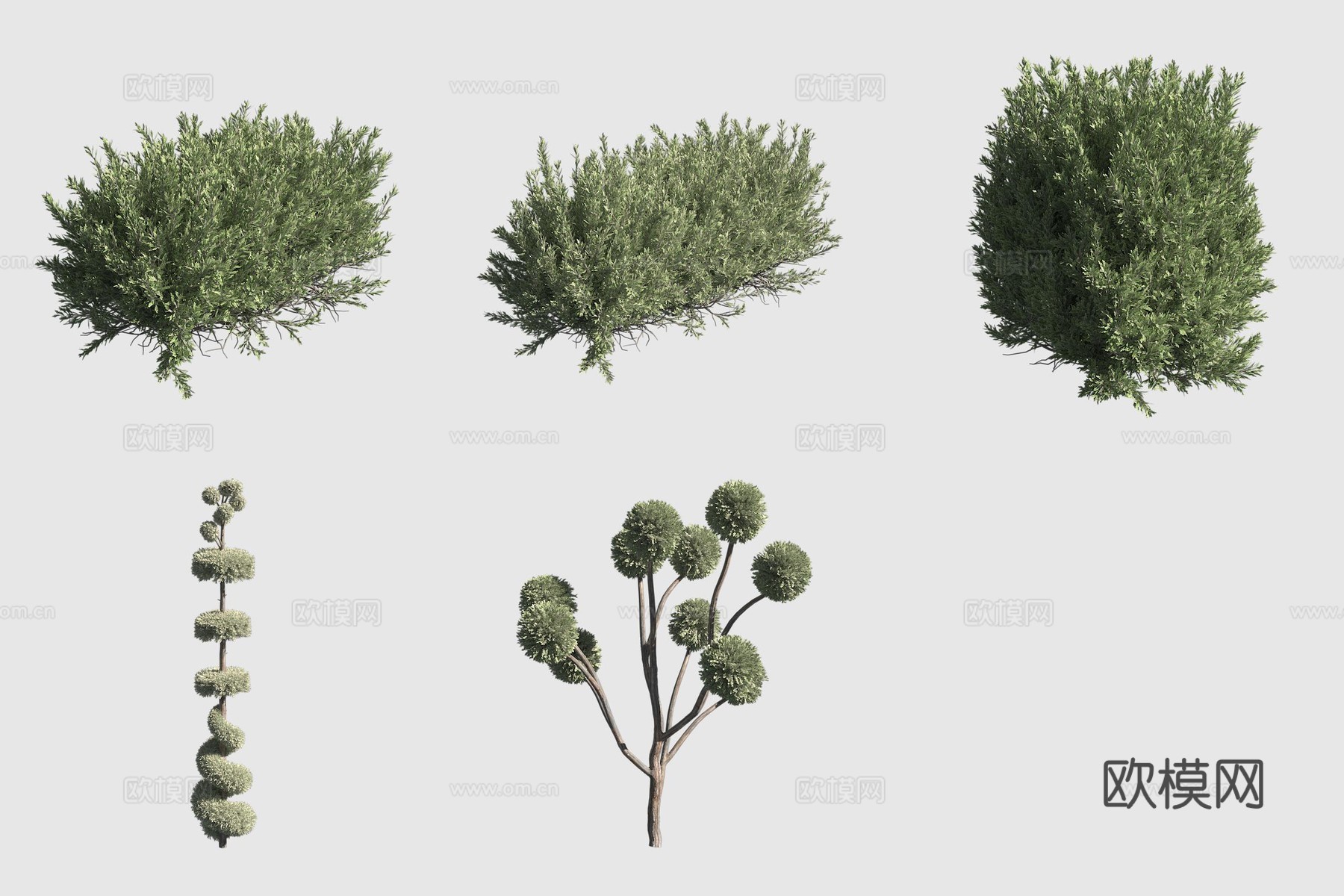 叉子圆柏绿篱灌木3d模型
