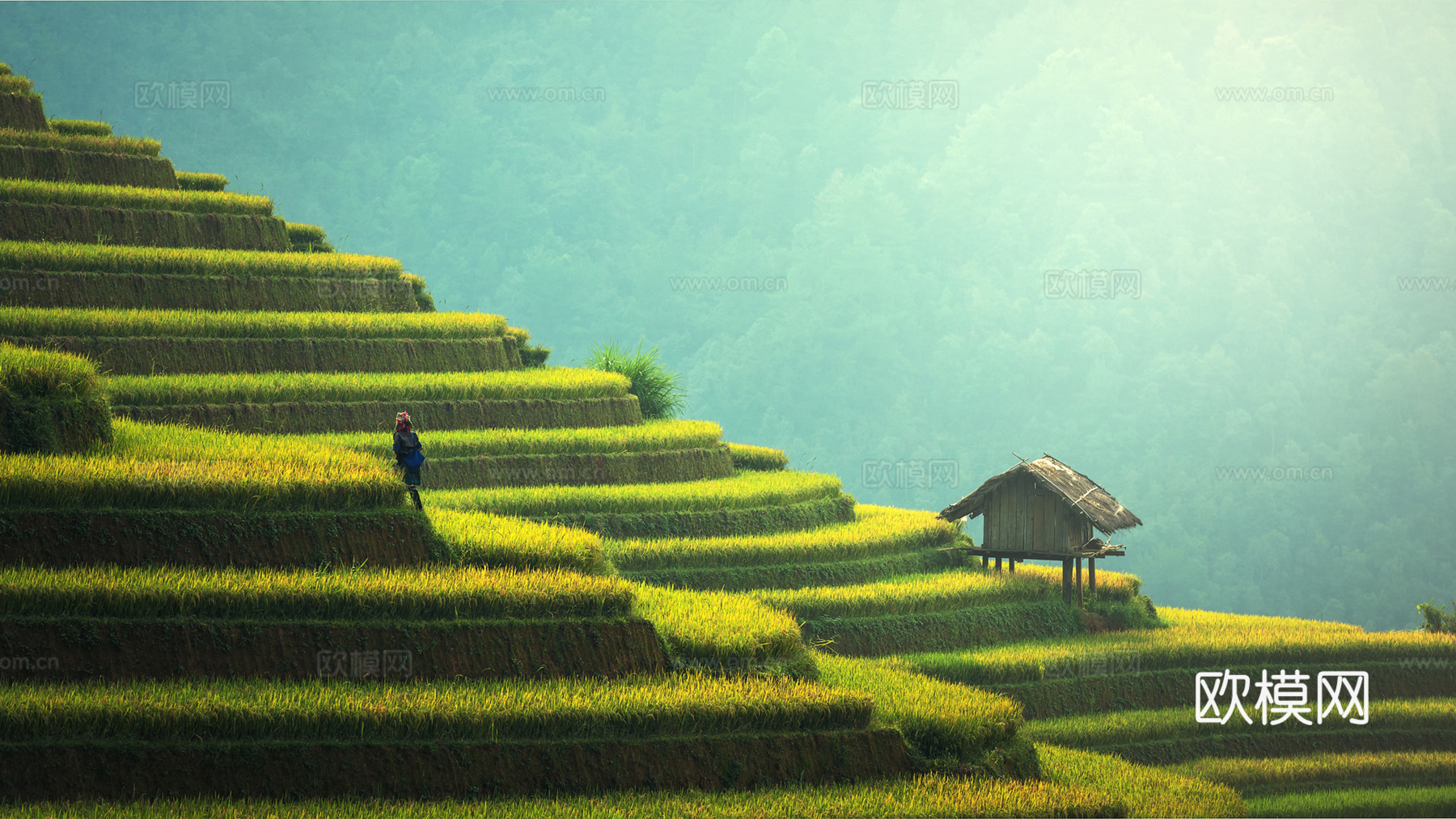 梯田风景下载