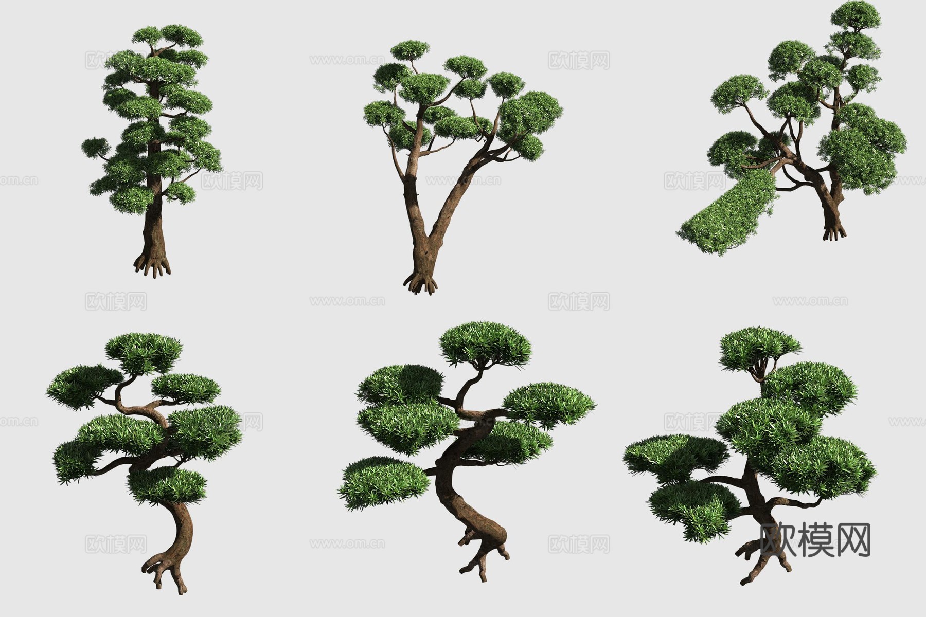 罗汉松灌木绿篱观赏性植物3d模型