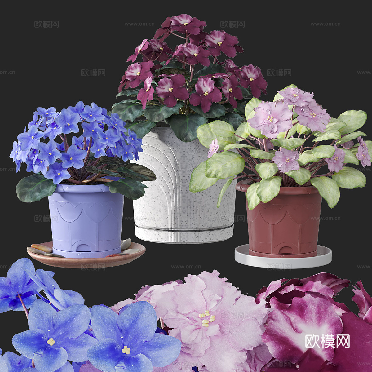 花盆 紫罗兰3d模型