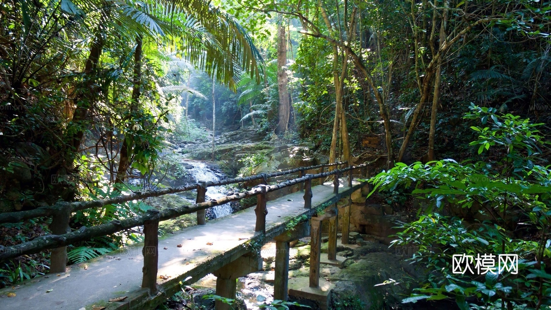 自然森林风景