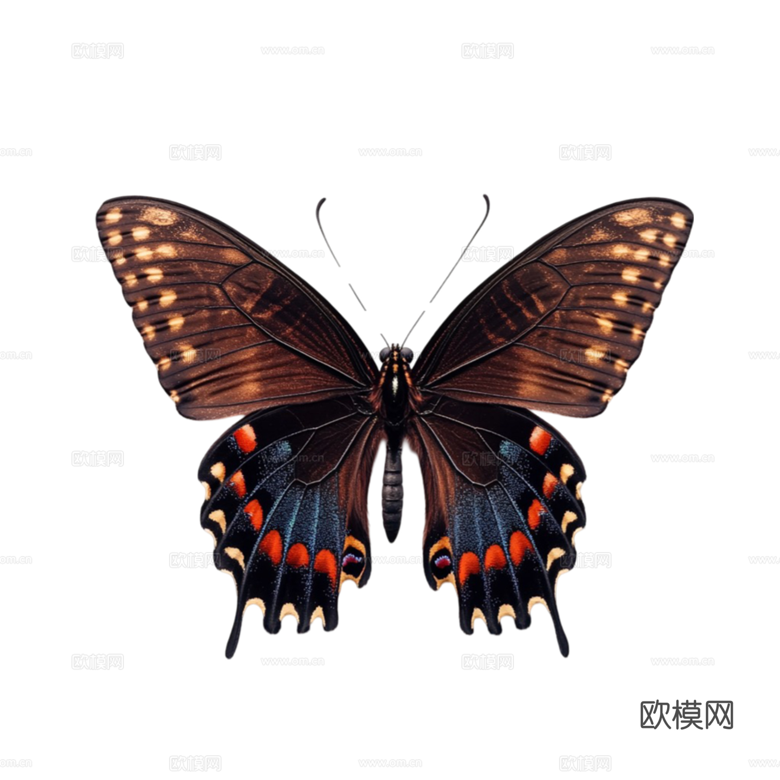 黑红蝴蝶 免抠