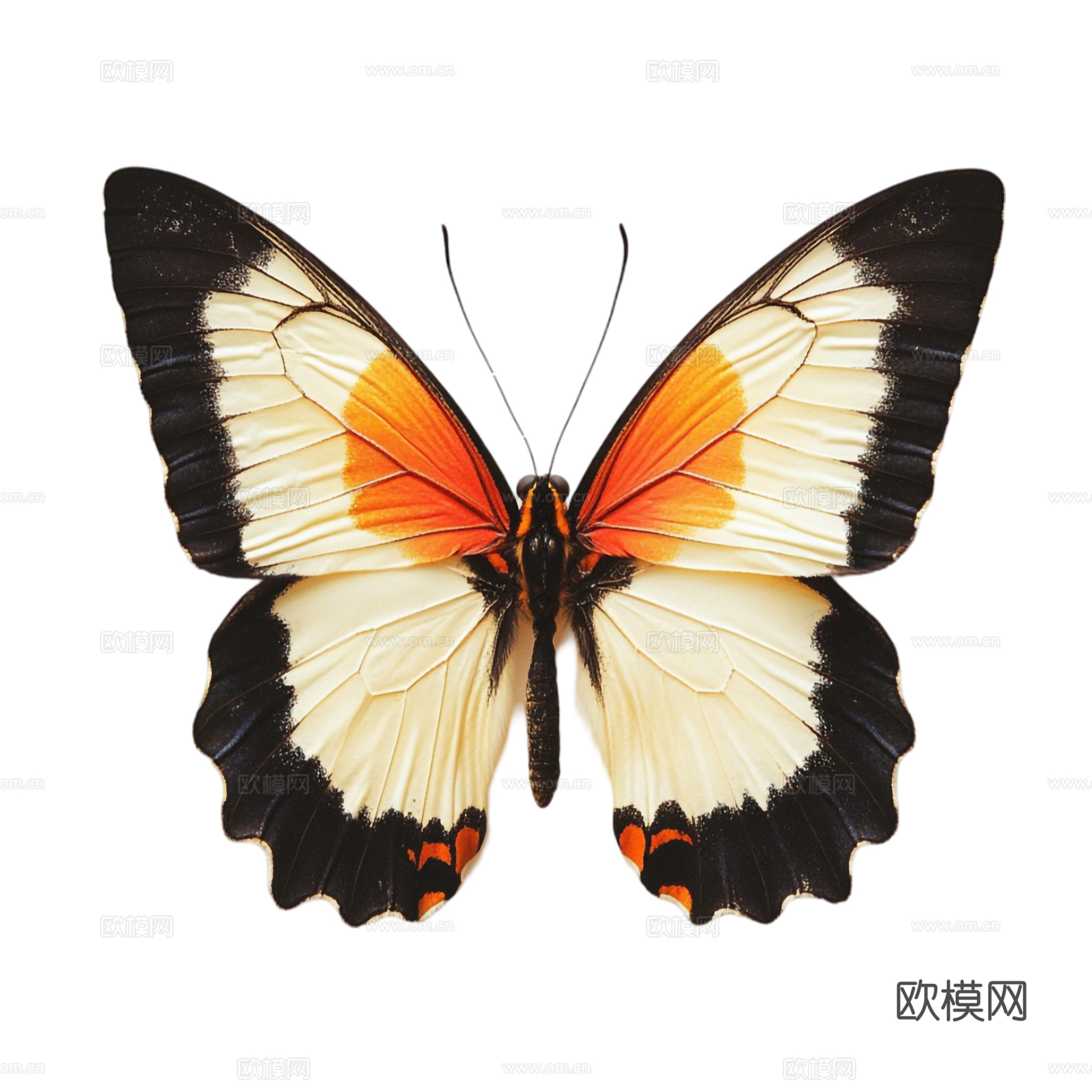 黑红 白   蝴蝶 免抠