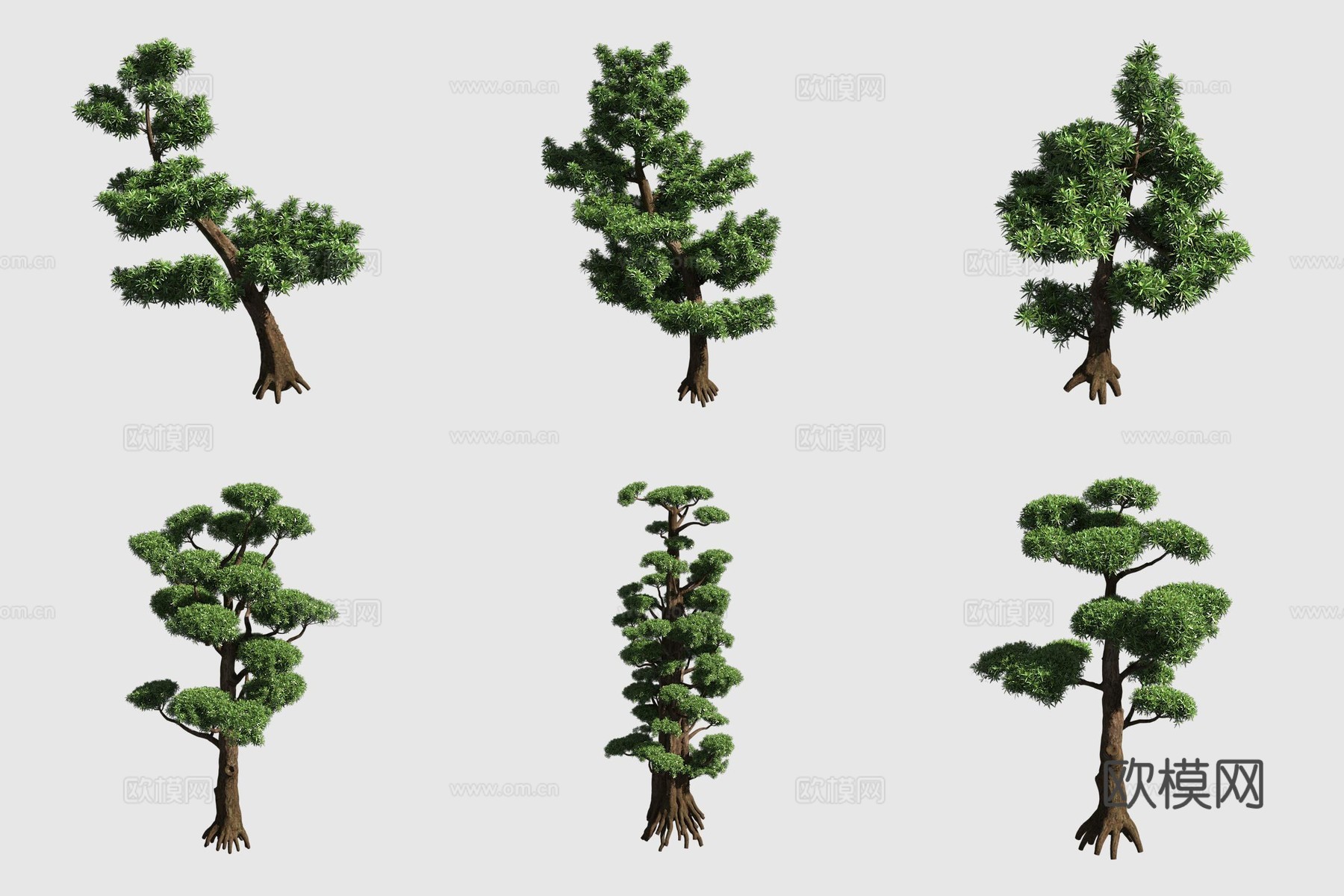 罗汉松灌木绿篱观赏性植物3d模型
