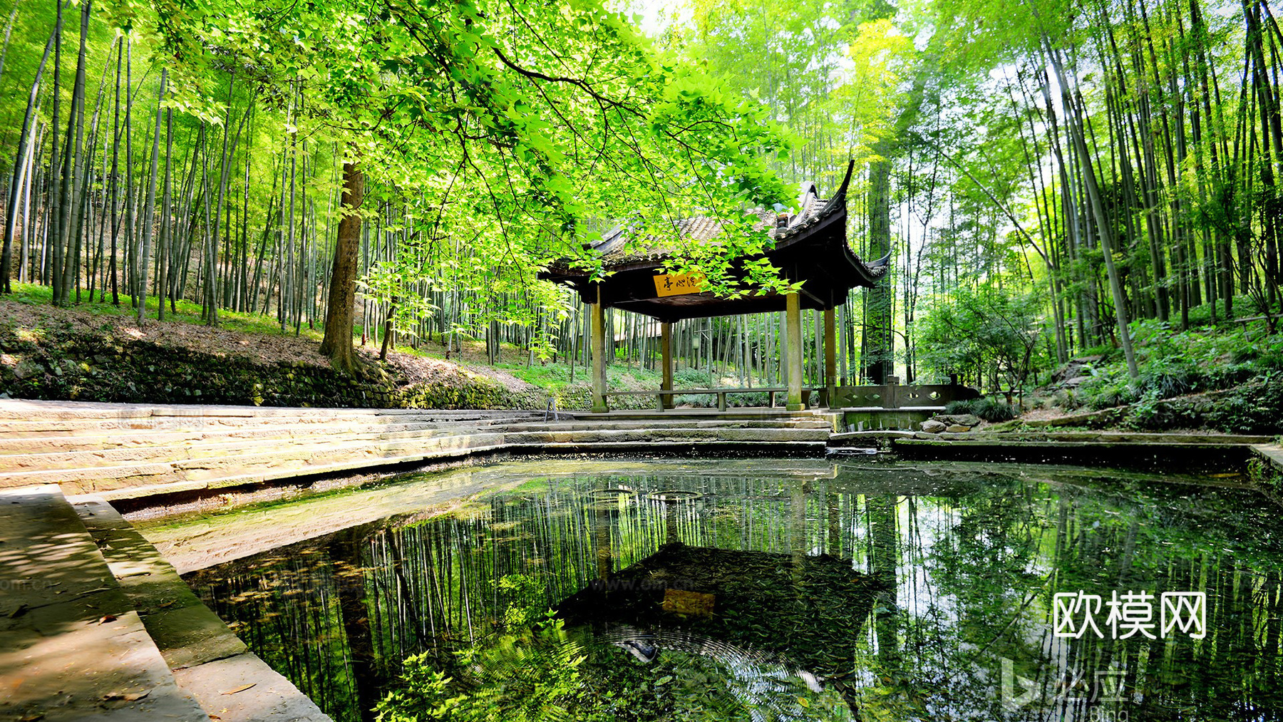 树林风景