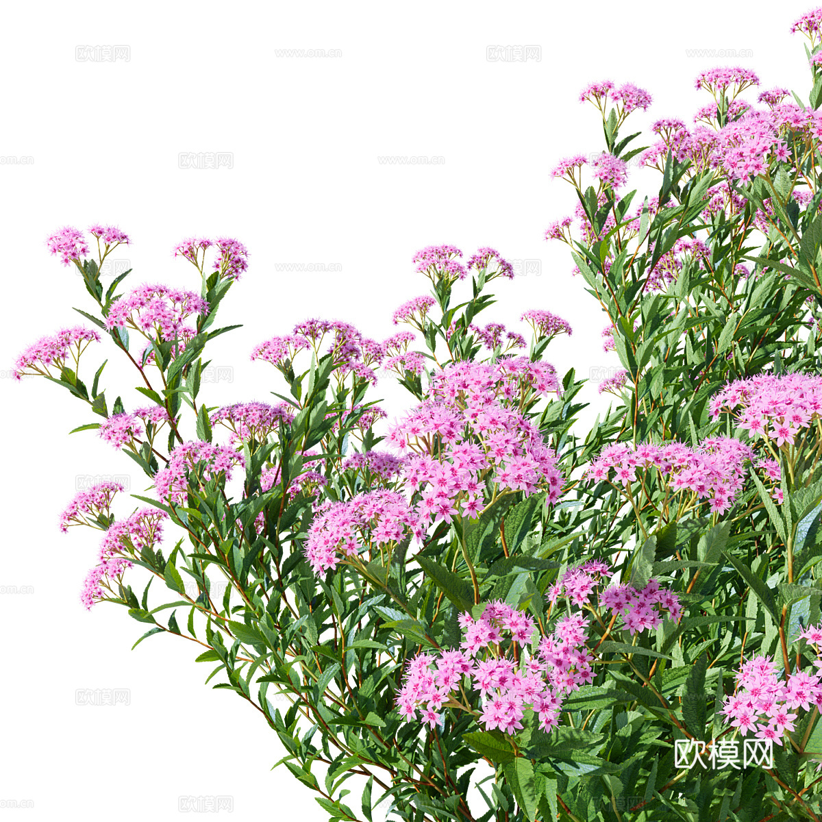 灌木 绣线菊3d模型-Pic-6