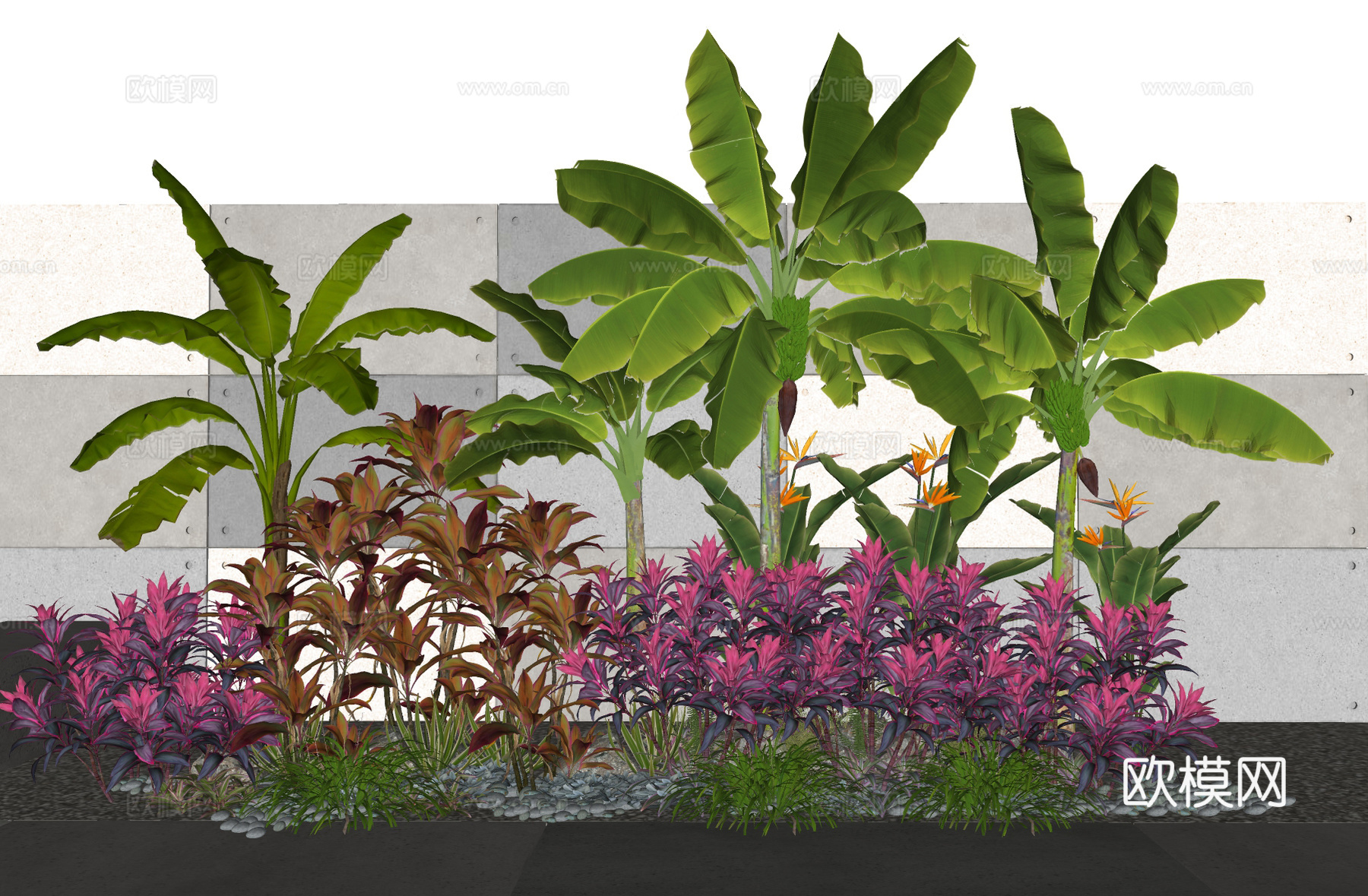 现代植物 变叶木朱蕉 芭蕉  景观灌木su模型