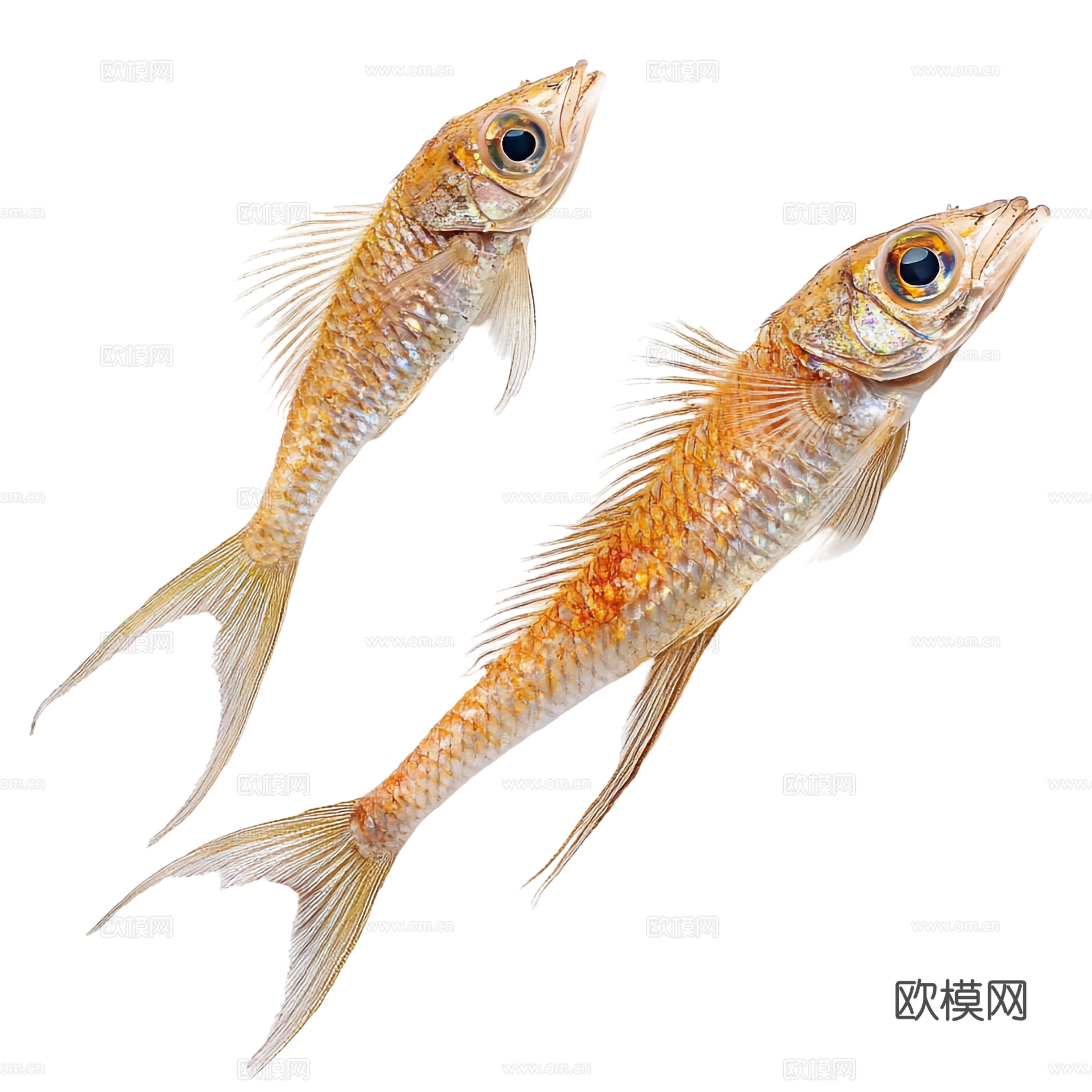 免抠 海洋生物 鱼